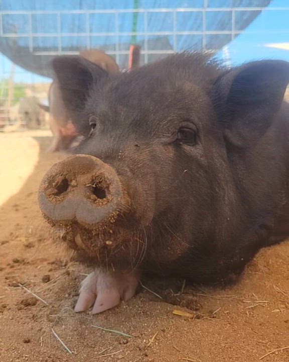Enlarge Little Bit, a Adoptable Pot Bellied in Agua Dulce, CA video 5/5
