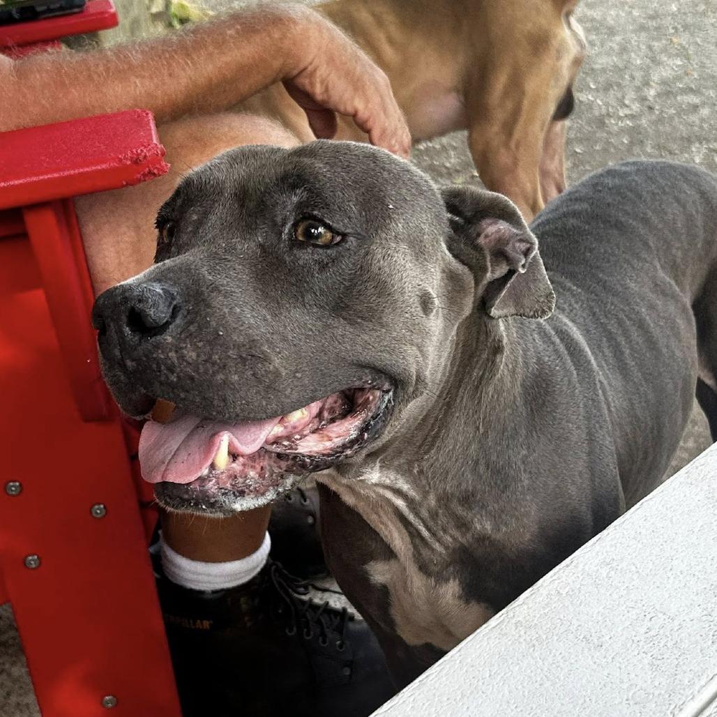 Beth, Adoptable, Adult Female Blue Lacy.
