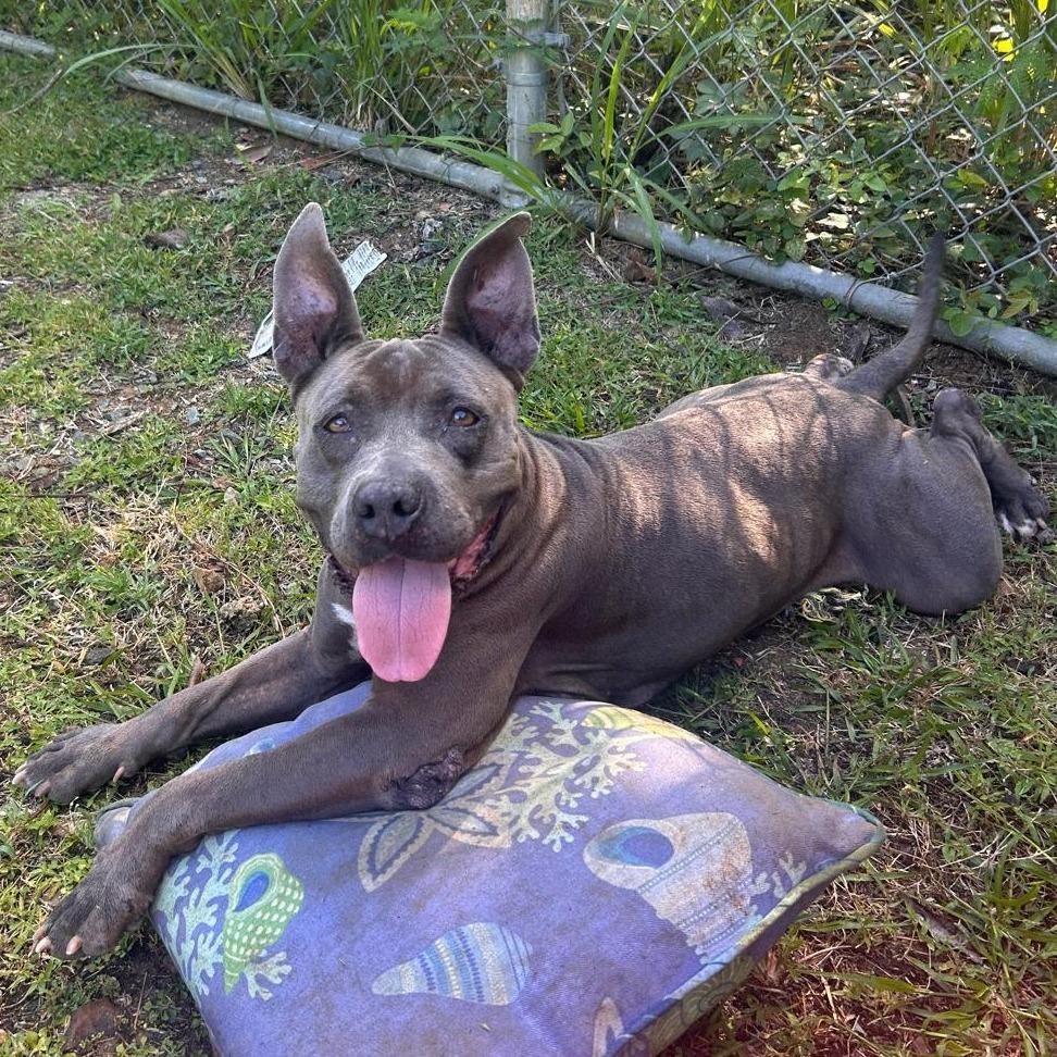 Enlarge Beth, a Adoptable Blue Lacy in Washington, PA image 3/6