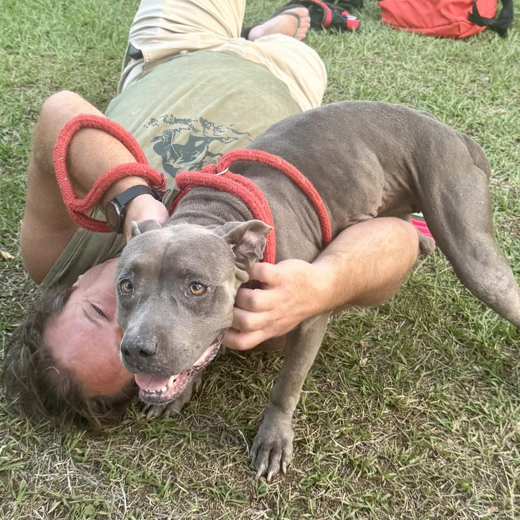 Enlarge Beth, a Adoptable Blue Lacy in Washington, PA image 4/6