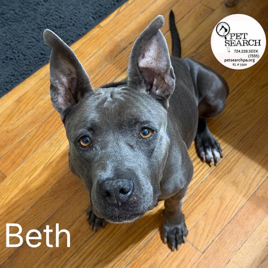 Enlarge Beth, a Adoptable Blue Lacy in Washington, PA image 5/6