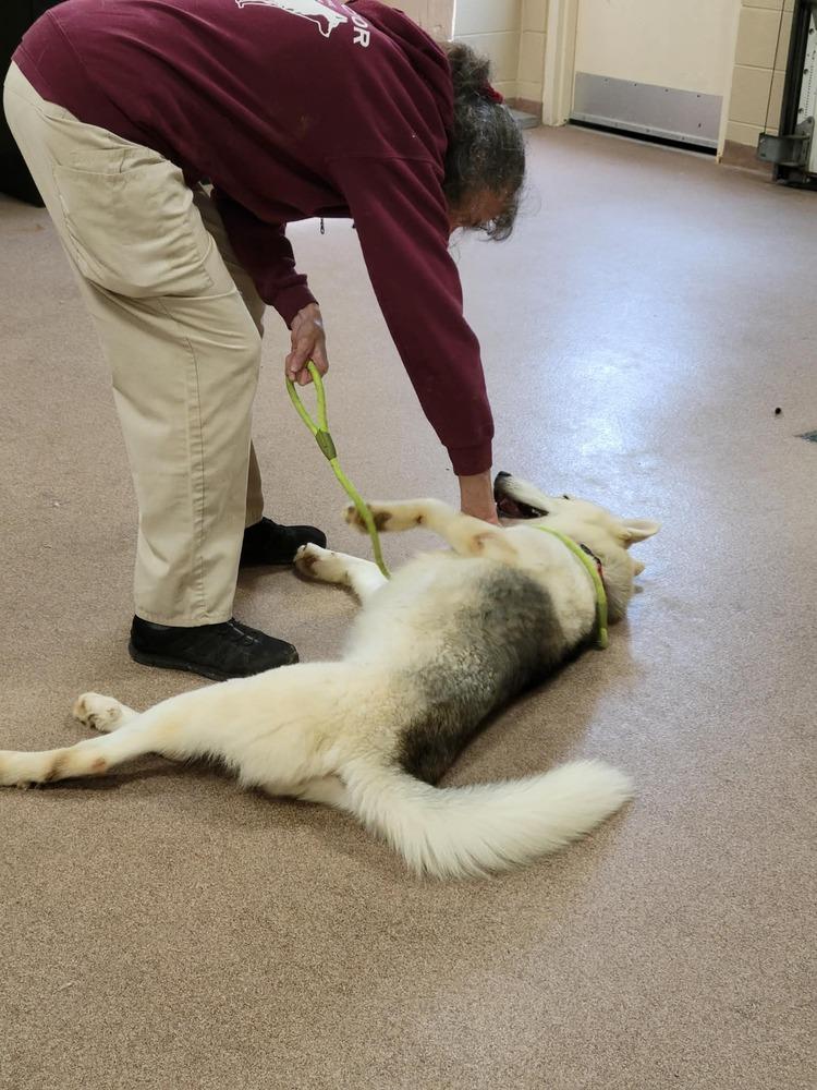 Keno, Adopted, Young Male Siberian Husky.