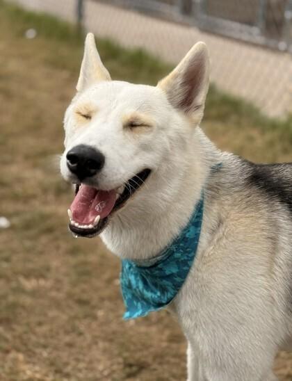 Enlarge Keno, a Adopted Siberian Husky in Corsicana, TX image 2/6