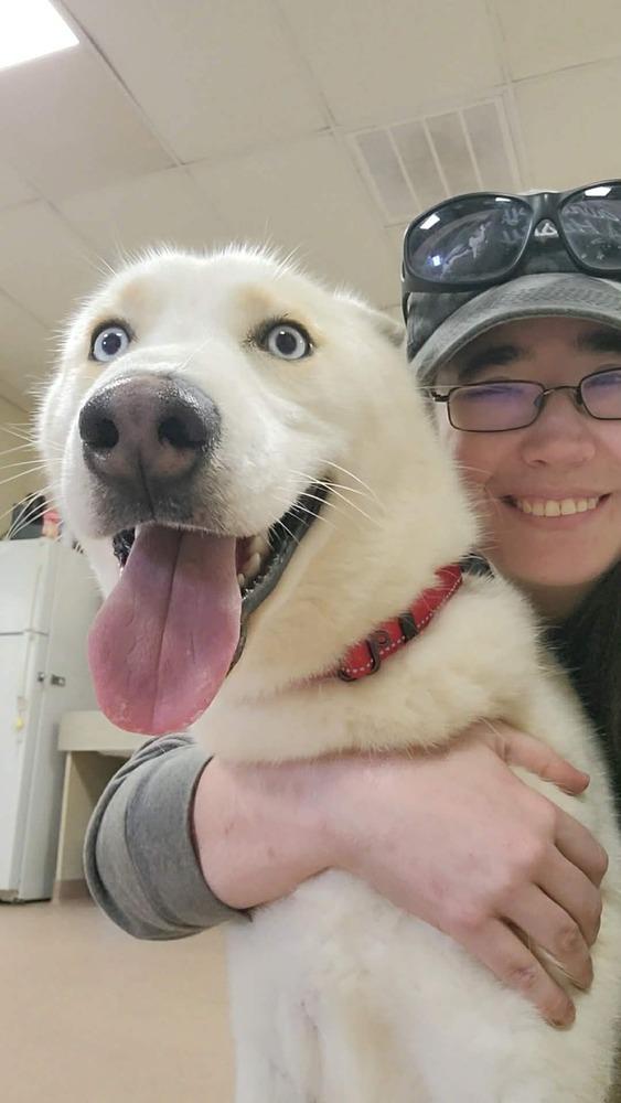 Enlarge Keno, a Adopted Siberian Husky in Corsicana, TX image 3/6