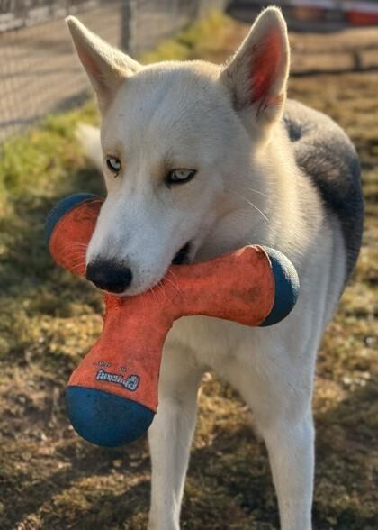 Enlarge Keno, a Adopted Siberian Husky in Corsicana, TX image 4/6