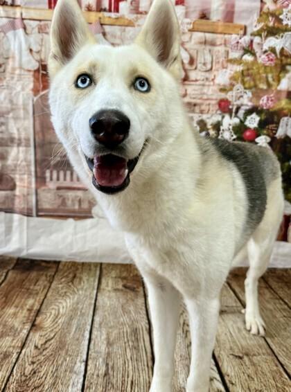 Enlarge Keno, a Adopted Siberian Husky in Corsicana, TX image 5/6