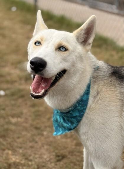 Enlarge Keno, a Adopted Siberian Husky in Corsicana, TX image 6/6