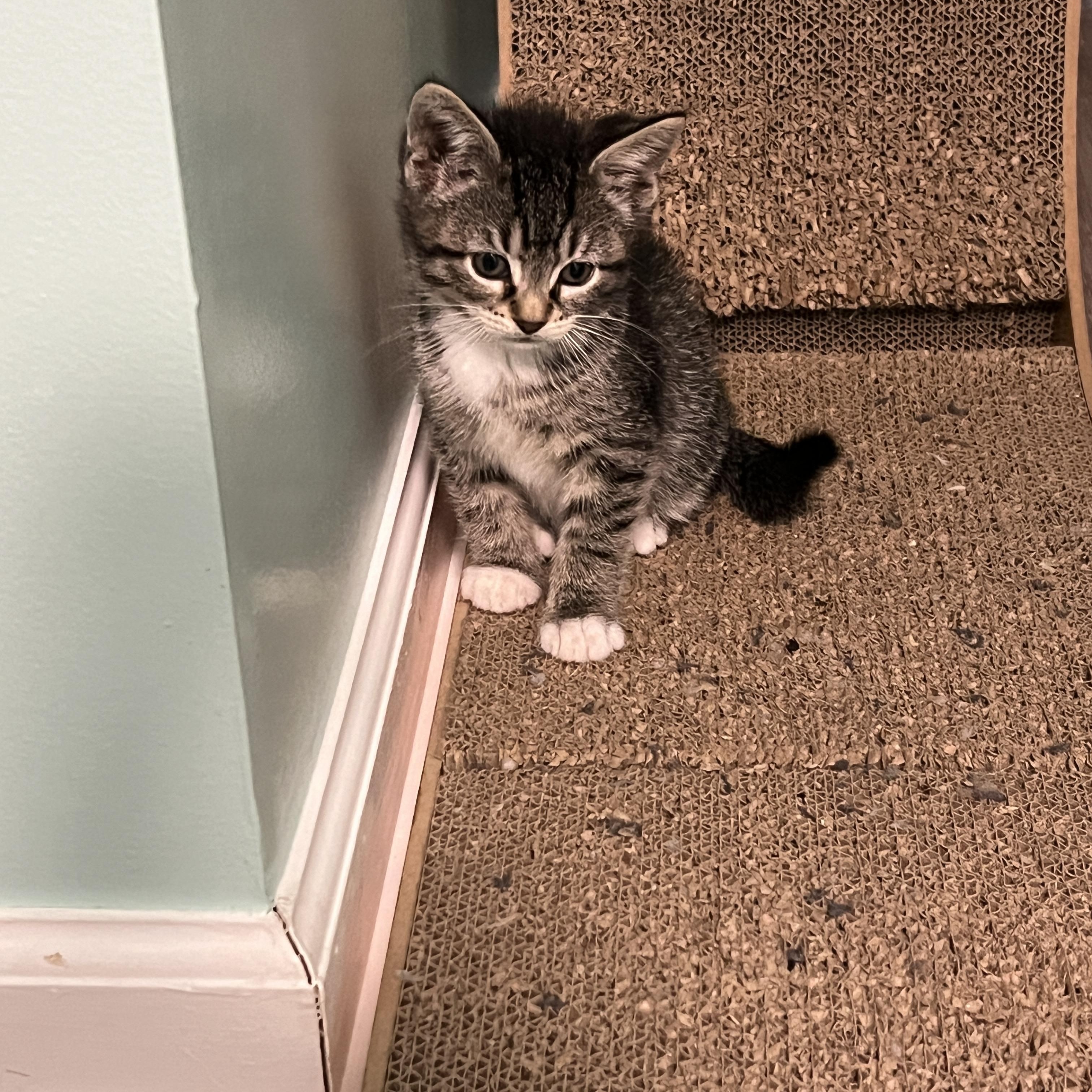 Goofy, an adopted Domestic Short Hair in Syracuse, NY image 3/3