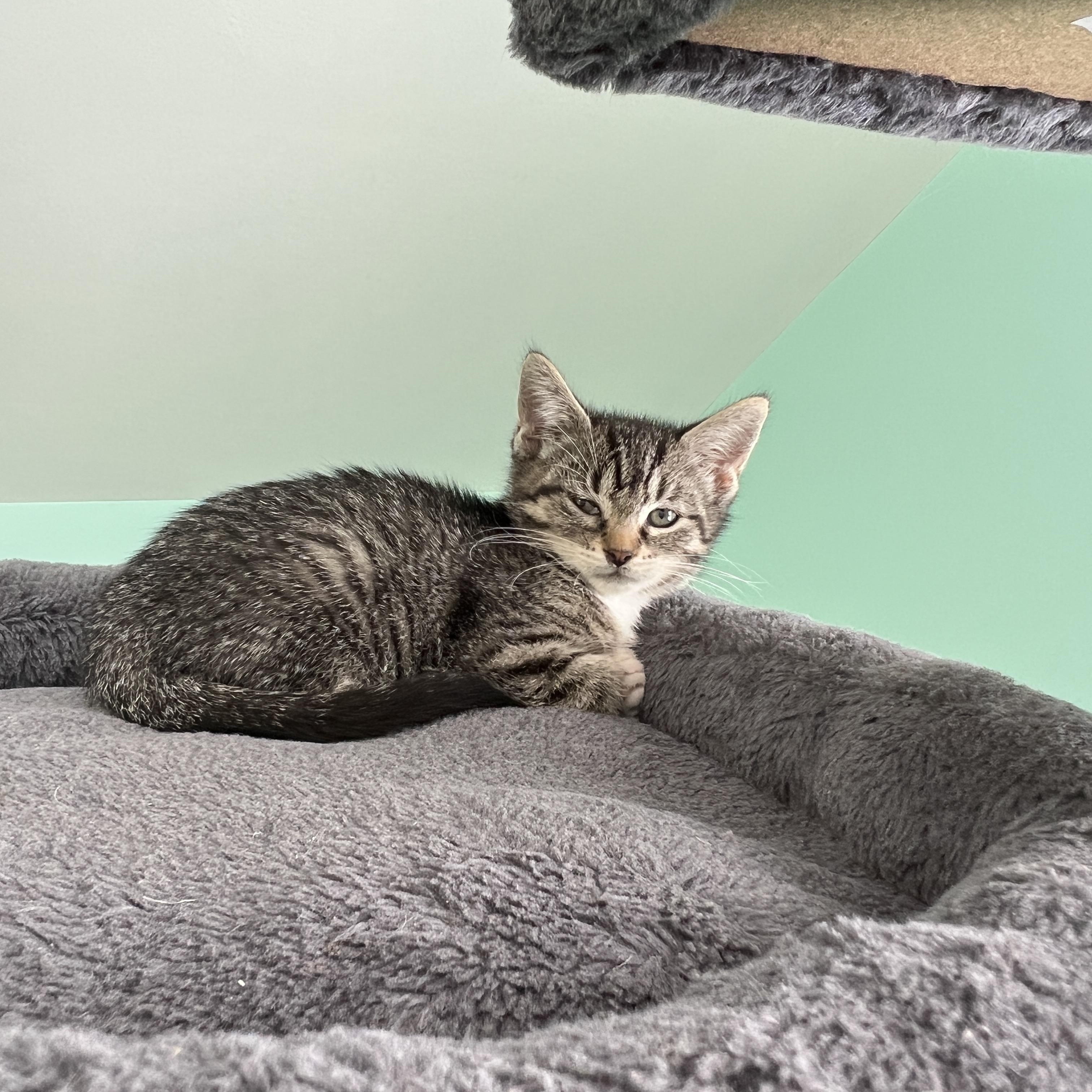 Goofy, an adopted Domestic Short Hair in Syracuse, NY image 2/3