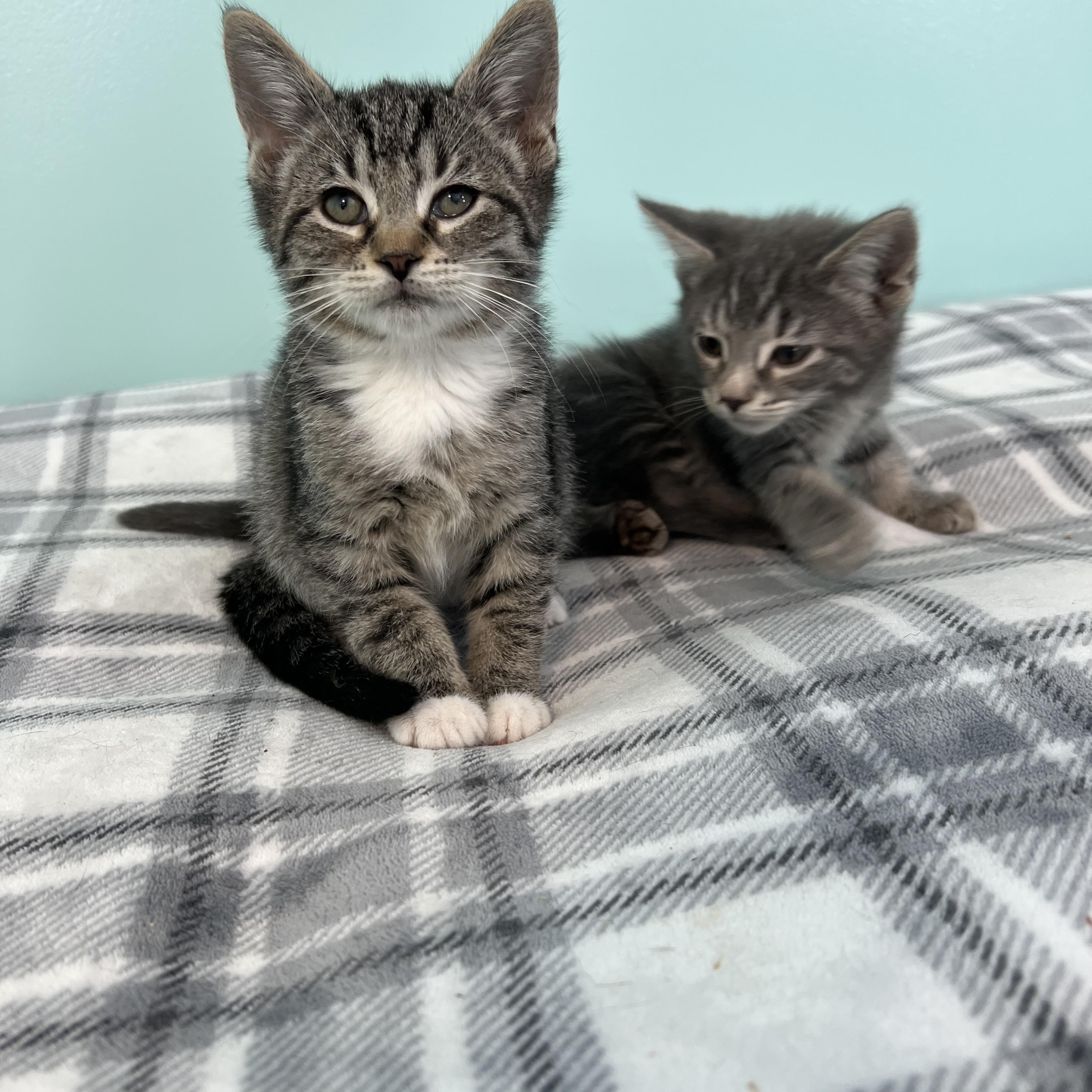 Goofy, adopted, Kitten Male Domestic Short Hair.