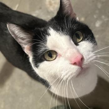 Skittles, Adoptable, Adult Female Domestic Short Hair.