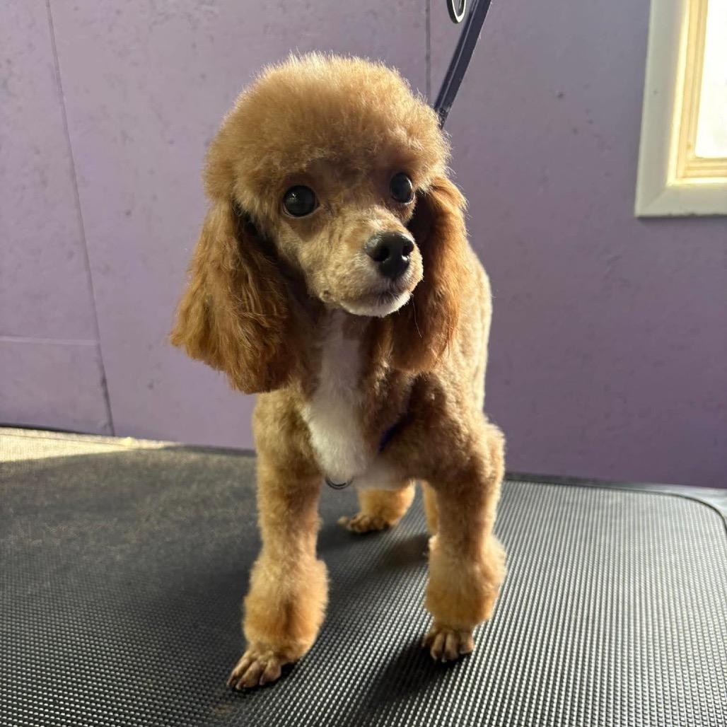 Enlarge Teddy, a Adoptable Poodle in Lee's Summit, MO image 1/3