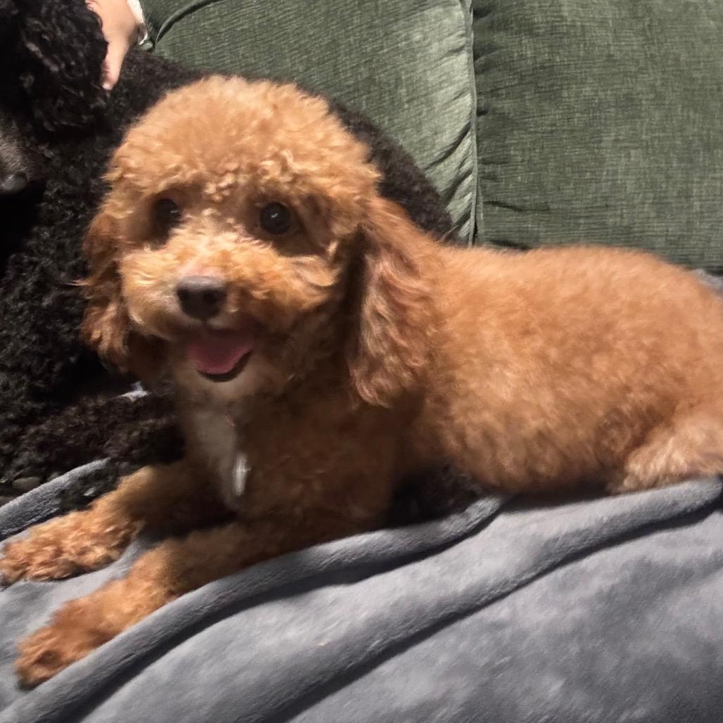 Enlarge Teddy, a Adoptable Poodle in Lee's Summit, MO image 2/3