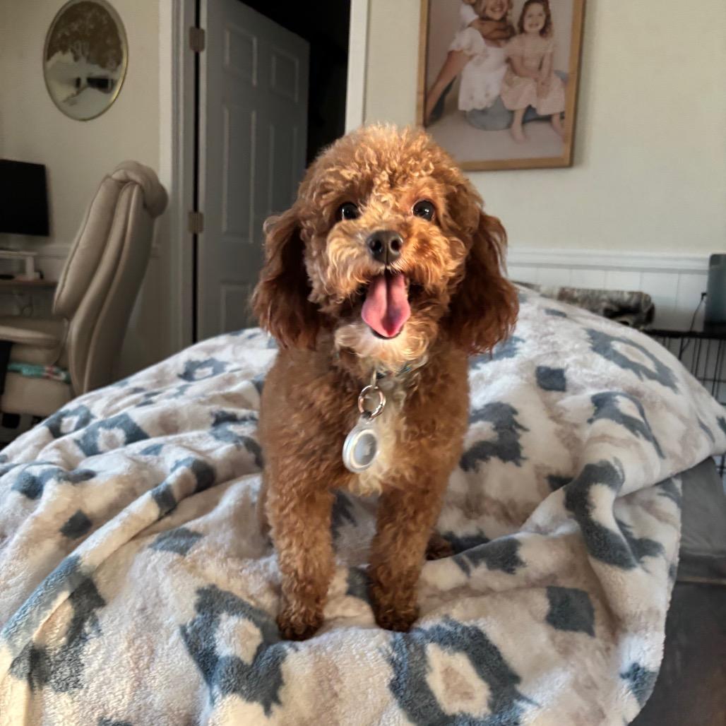 Enlarge Teddy, a Adoptable Poodle in Lee's Summit, MO image 3/3