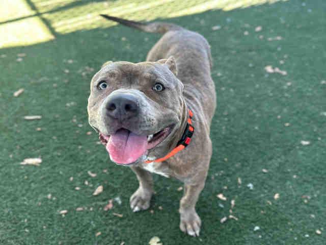 PEANUT, Adoptable, Young Male Pit Bull Terrier.