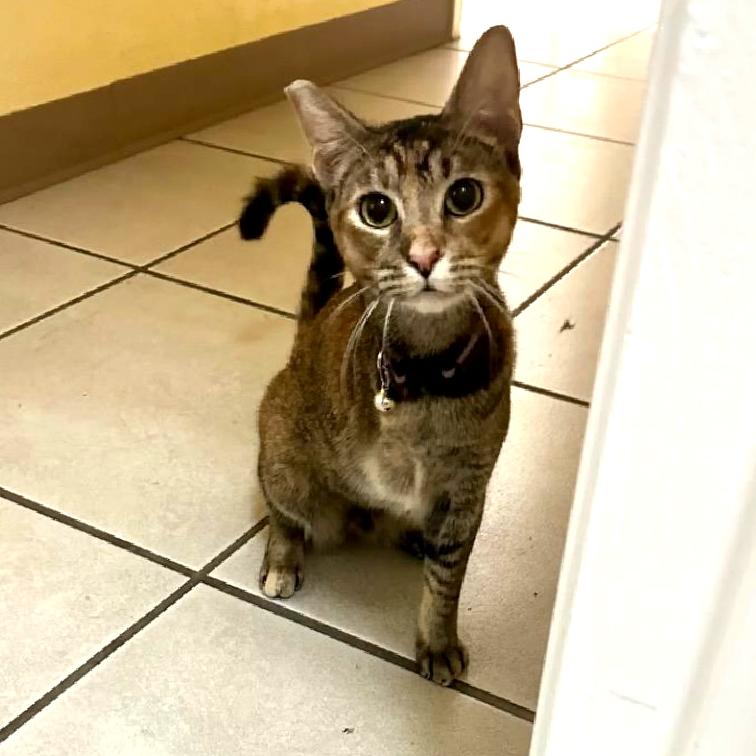 Enlarge Tripod, a Adoptable Domestic Short Hair in Aiea, HI image 1/6