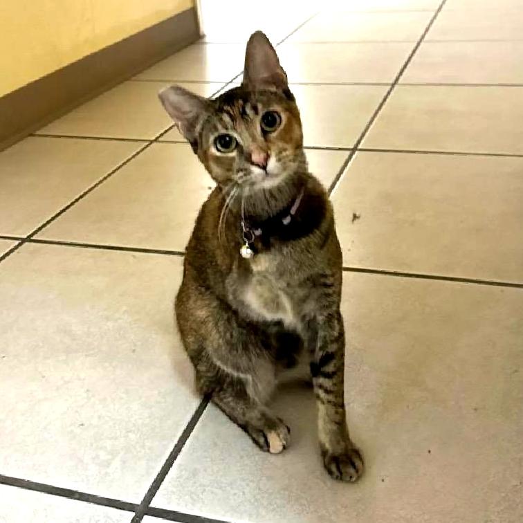 Enlarge Tripod, a Adoptable Domestic Short Hair in Aiea, HI image 3/6