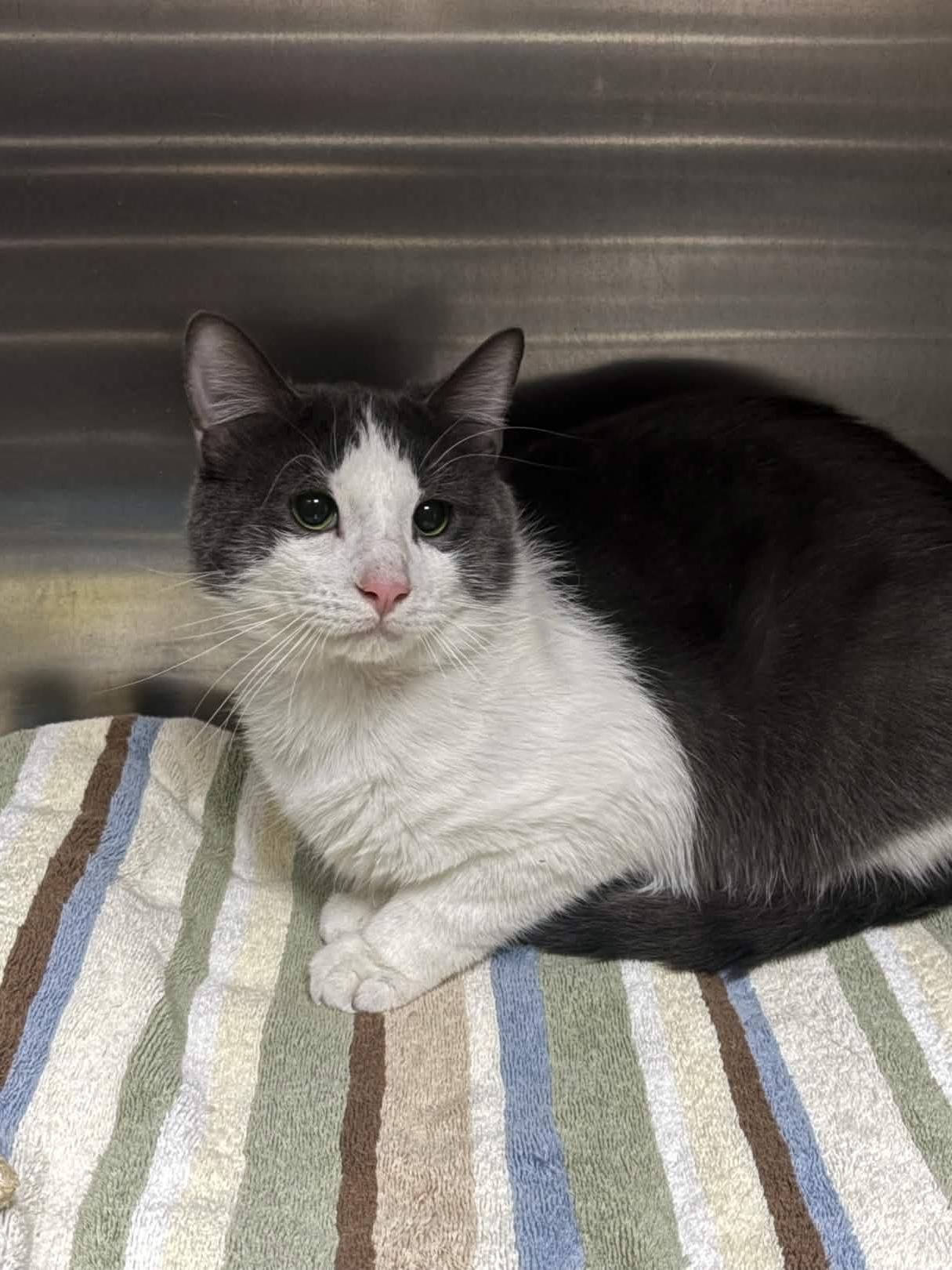 Dime, adoptable, Young Male Domestic Short Hair.
