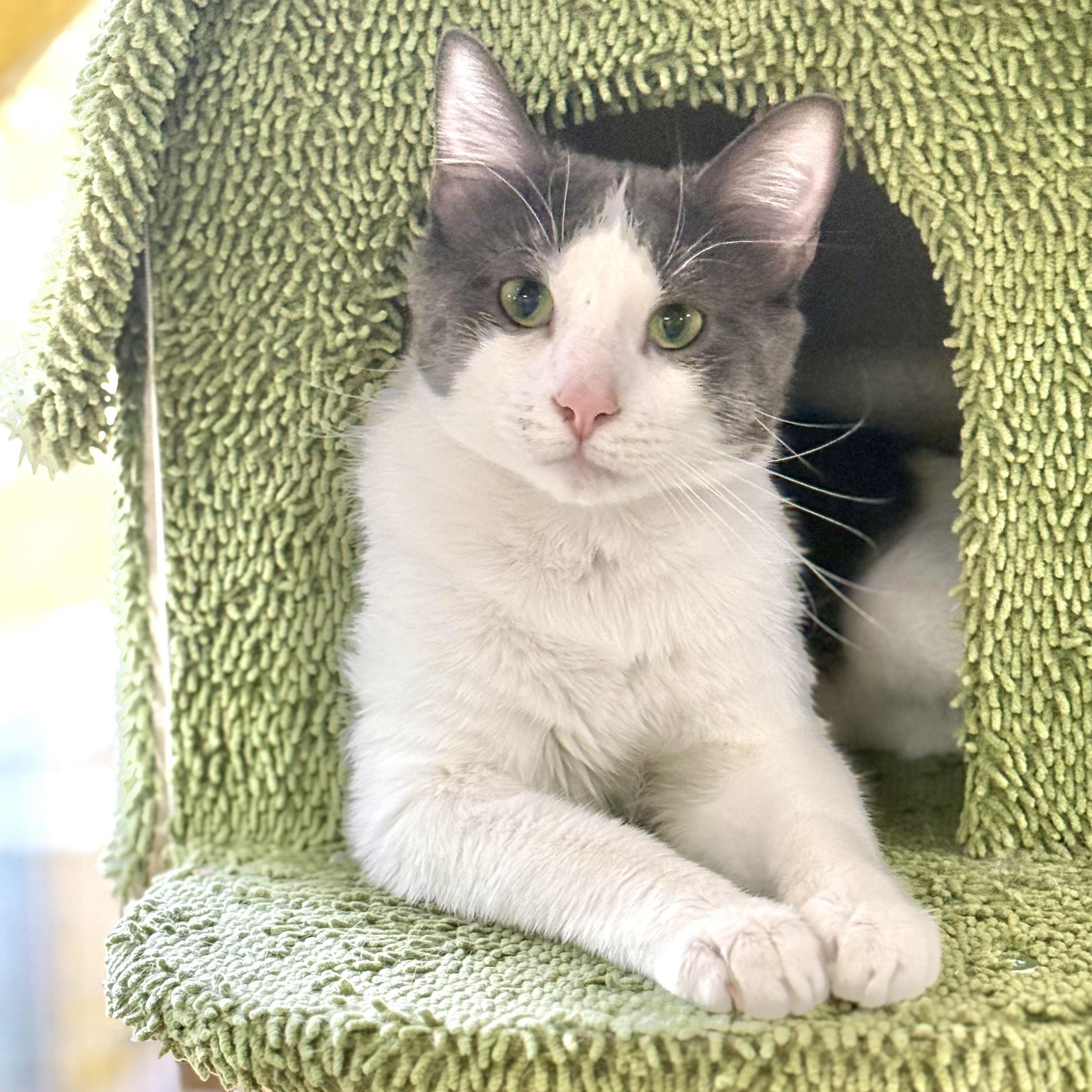 Enlarge Dime, an adoptable Domestic Short Hair in Collierville, TN image 1/6