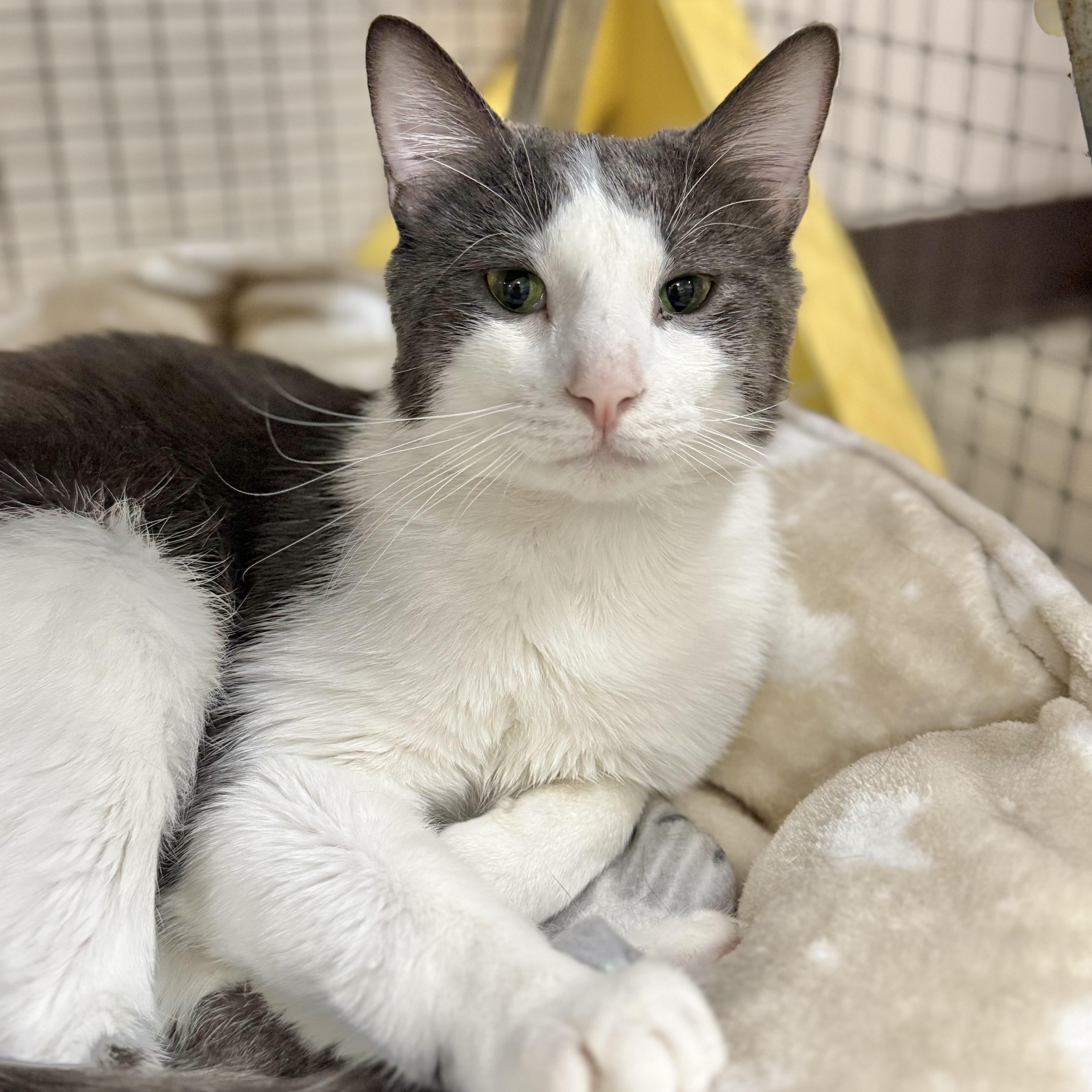 Enlarge Dime, an adoptable Domestic Short Hair in Collierville, TN image 4/4