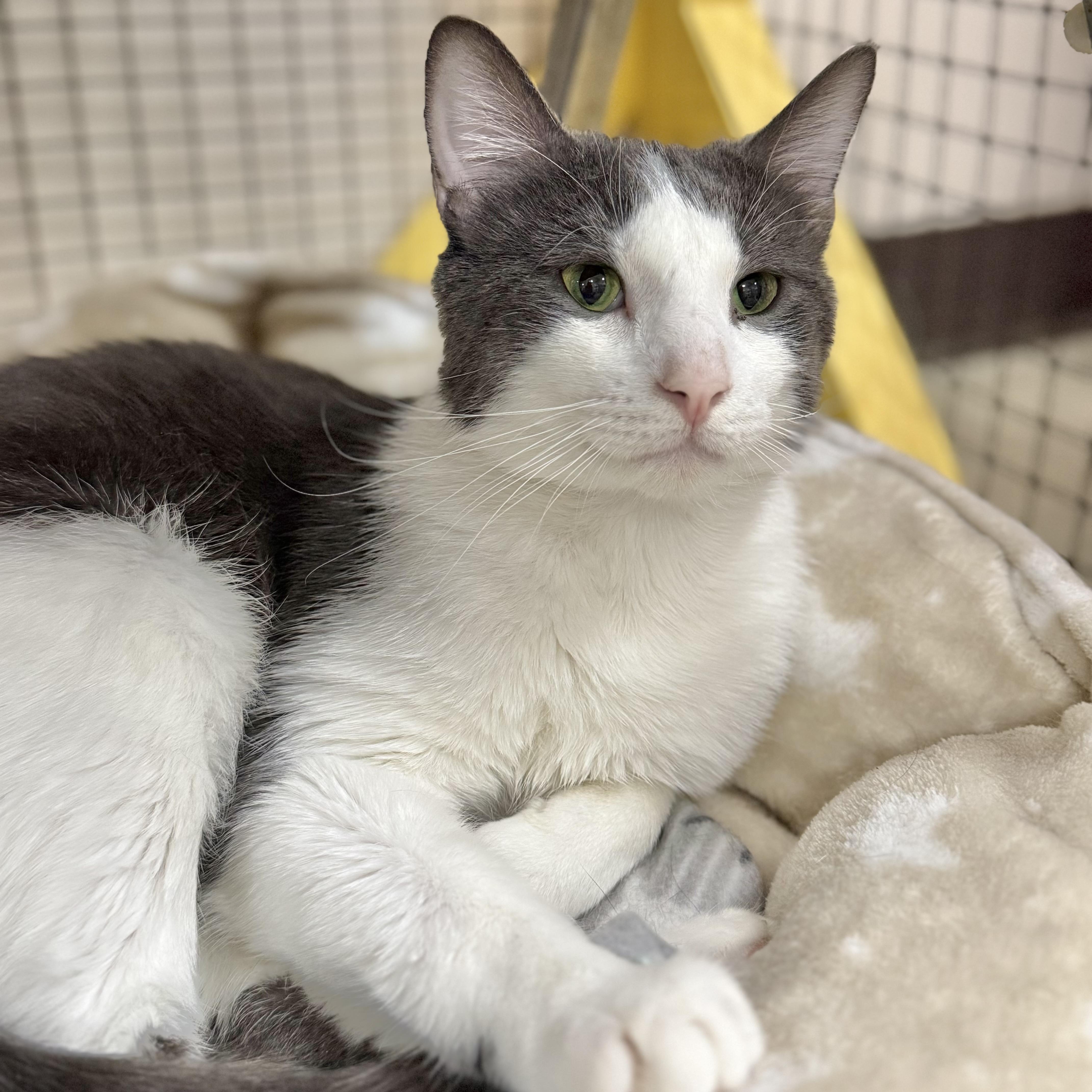 Enlarge Dime, an adoptable Domestic Short Hair in Collierville, TN image 2/4