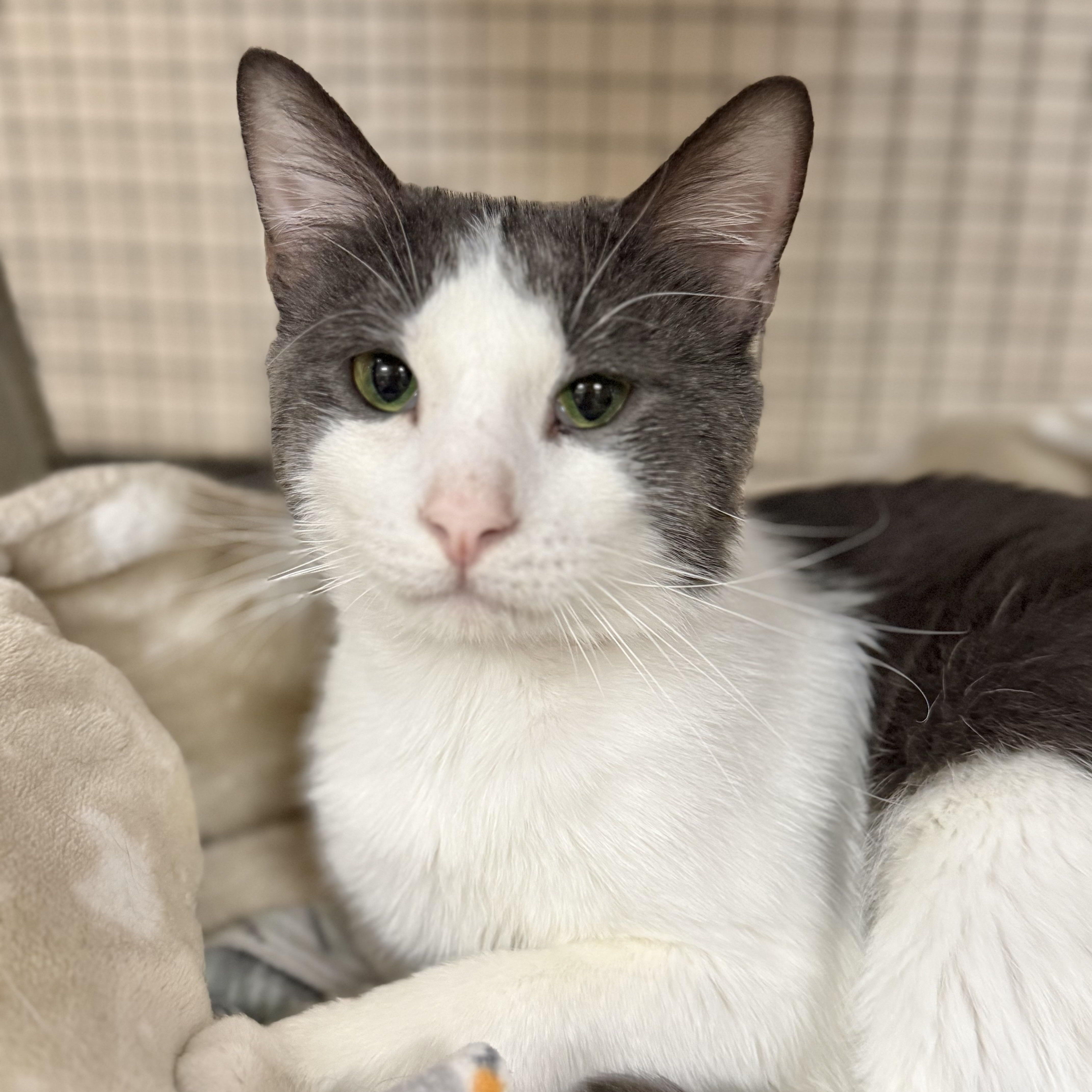 Enlarge Dime, an adoptable Domestic Short Hair in Collierville, TN image 3/4