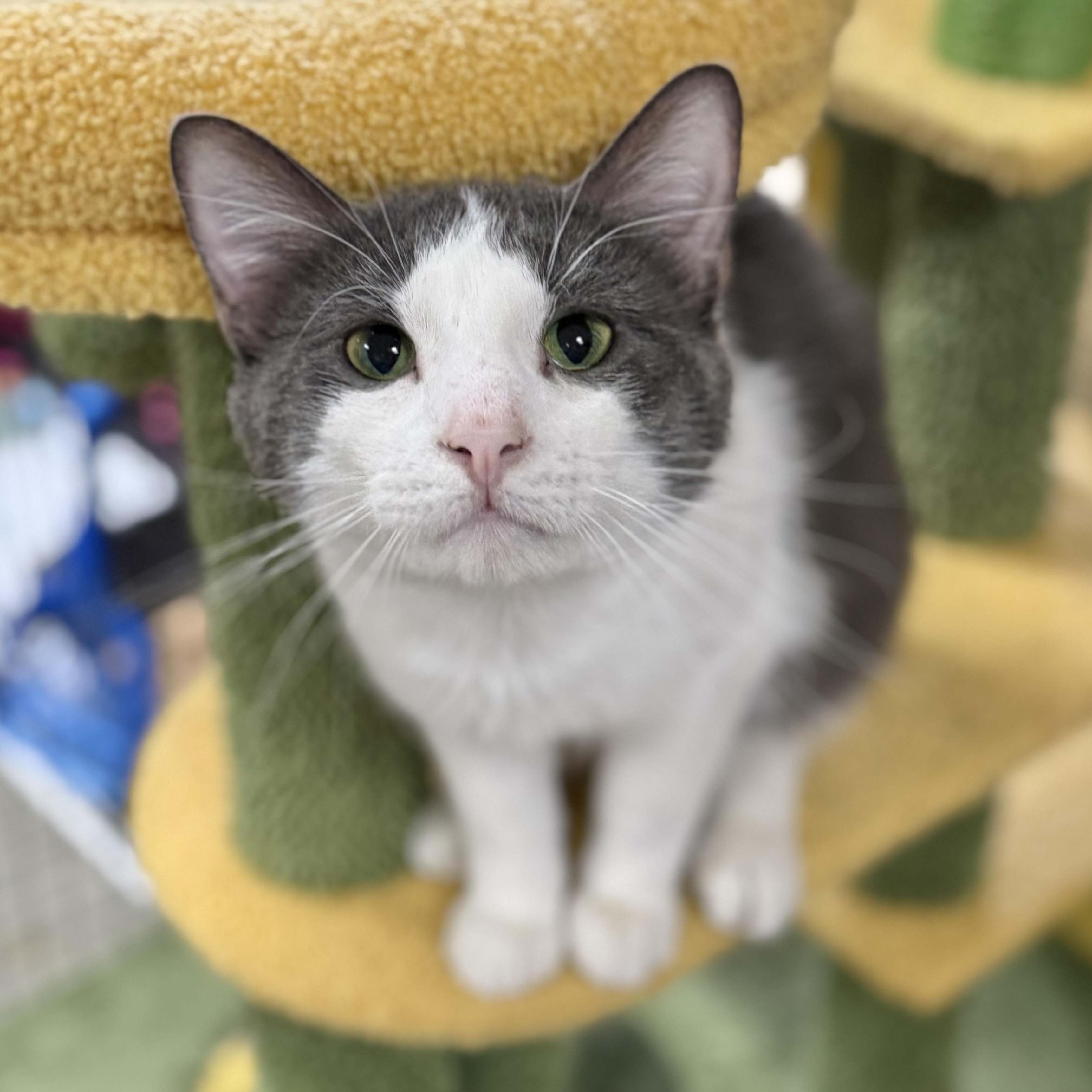 Enlarge Dime, an adoptable Domestic Short Hair in Collierville, TN image 1/4