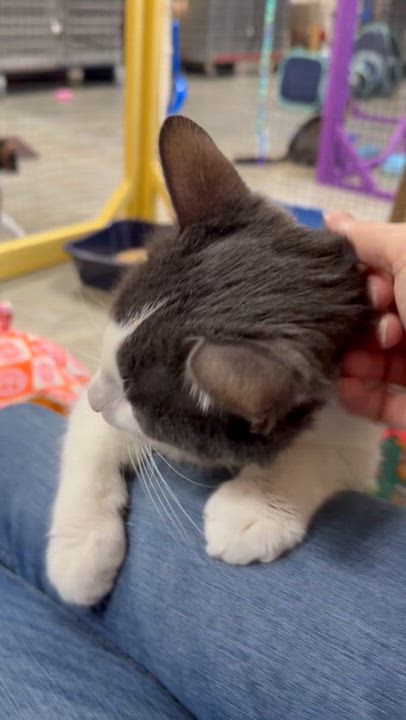 Enlarge Dime, an adoptable Domestic Short Hair in Collierville, TN video 5/6
