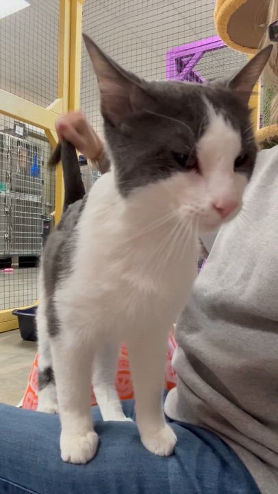 Enlarge Dime, an adoptable Domestic Short Hair in Collierville, TN video 6/6