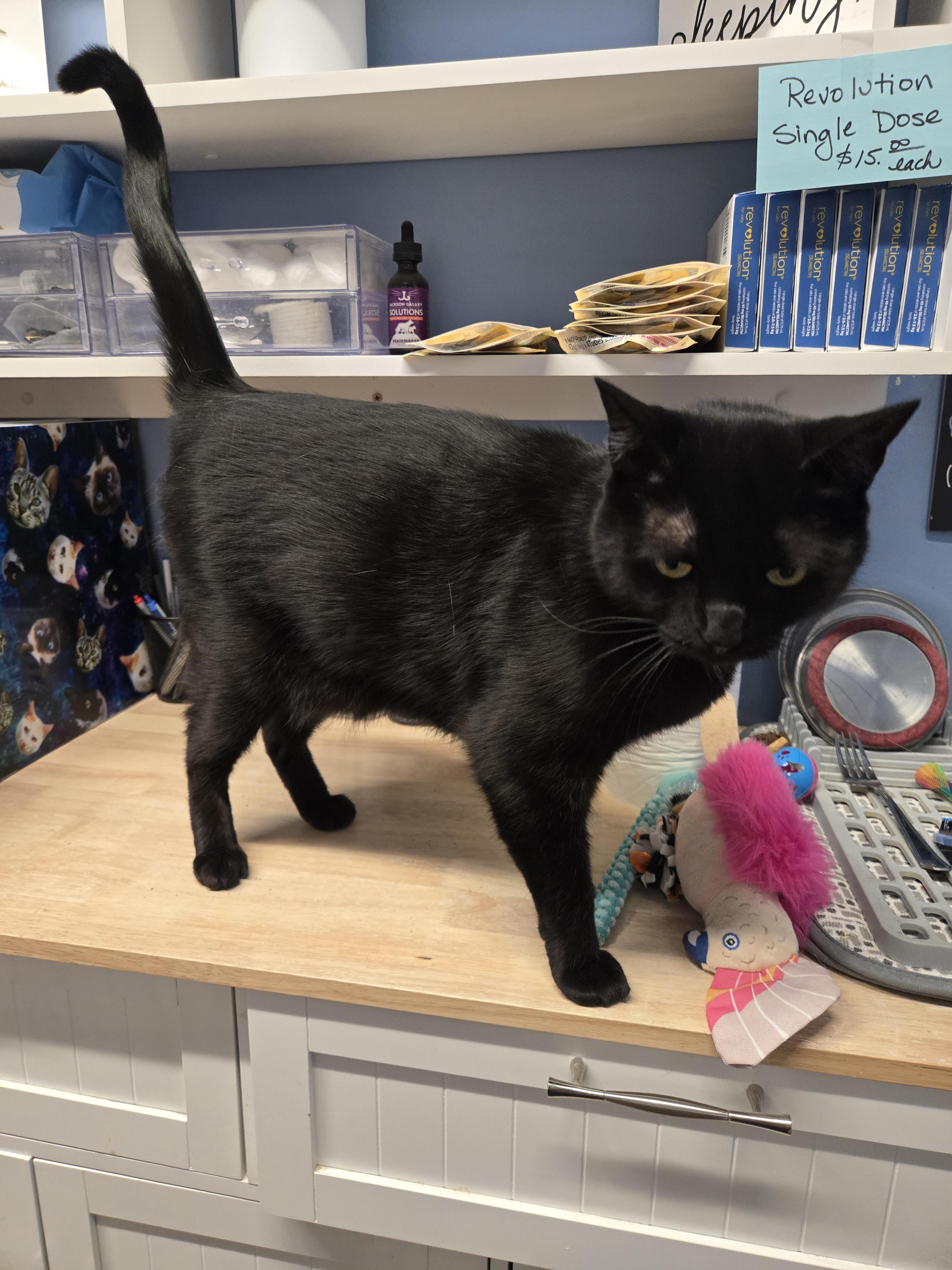 Estrella (Little Flouf)