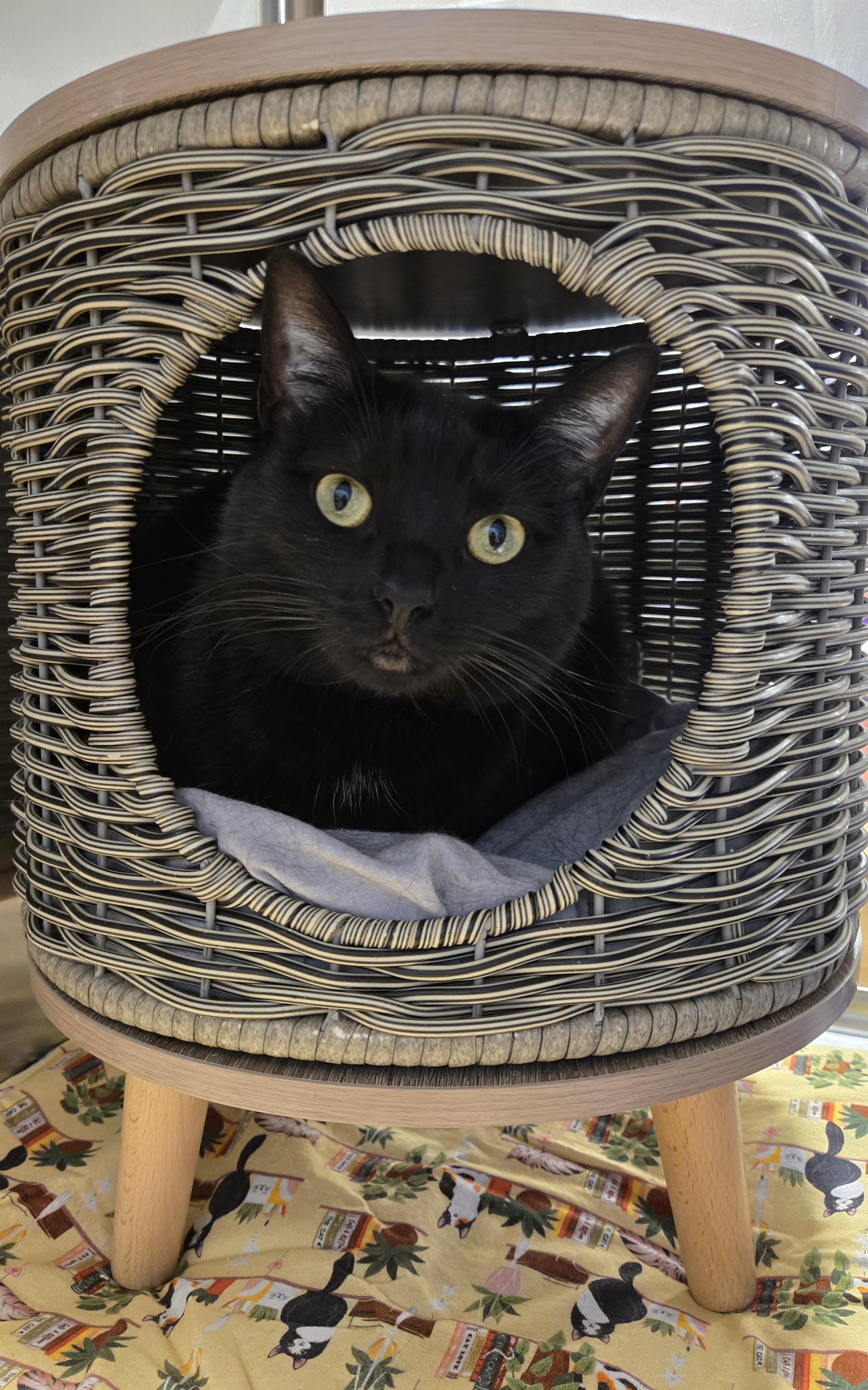 Estrella (Little Flouf)