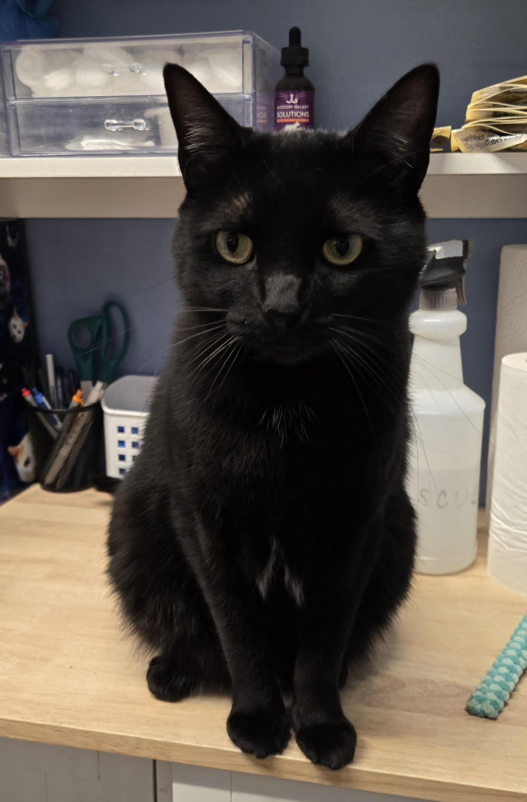 Estrella (Little Flouf)