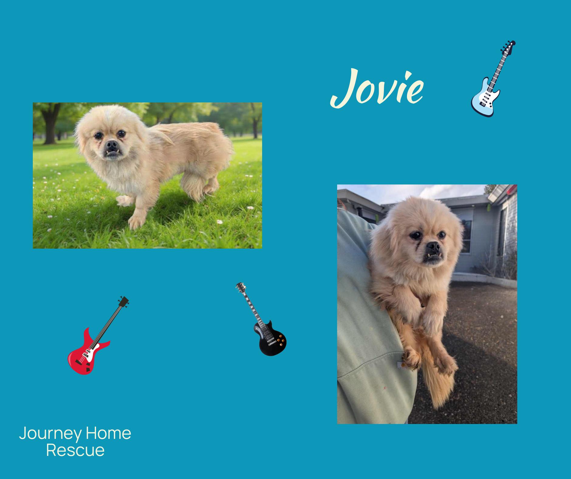 Jovi, ADOPTABLE, Adult Male Pekingese.