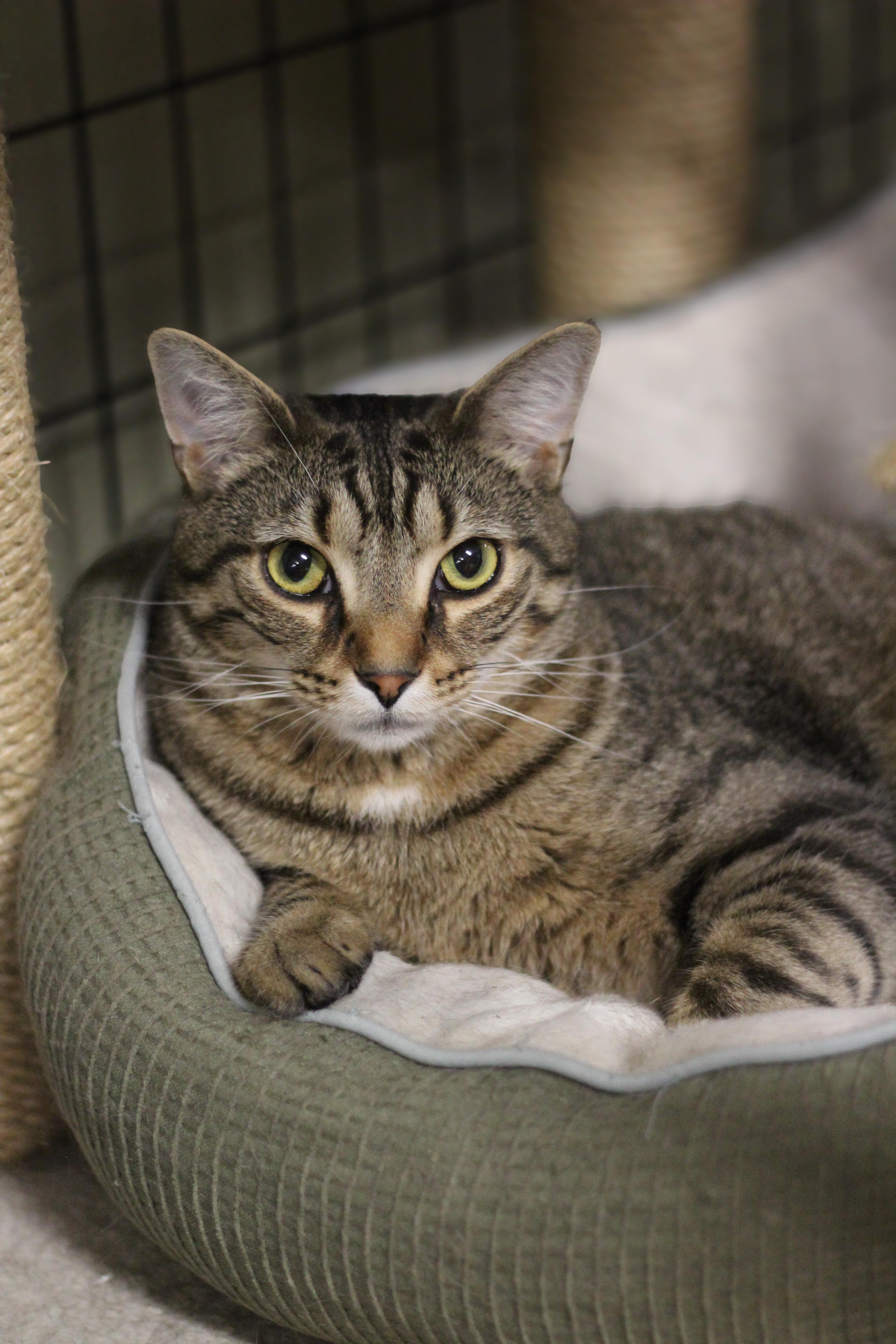 Zack, Adoptable, Adult Male Domestic Short Hair.