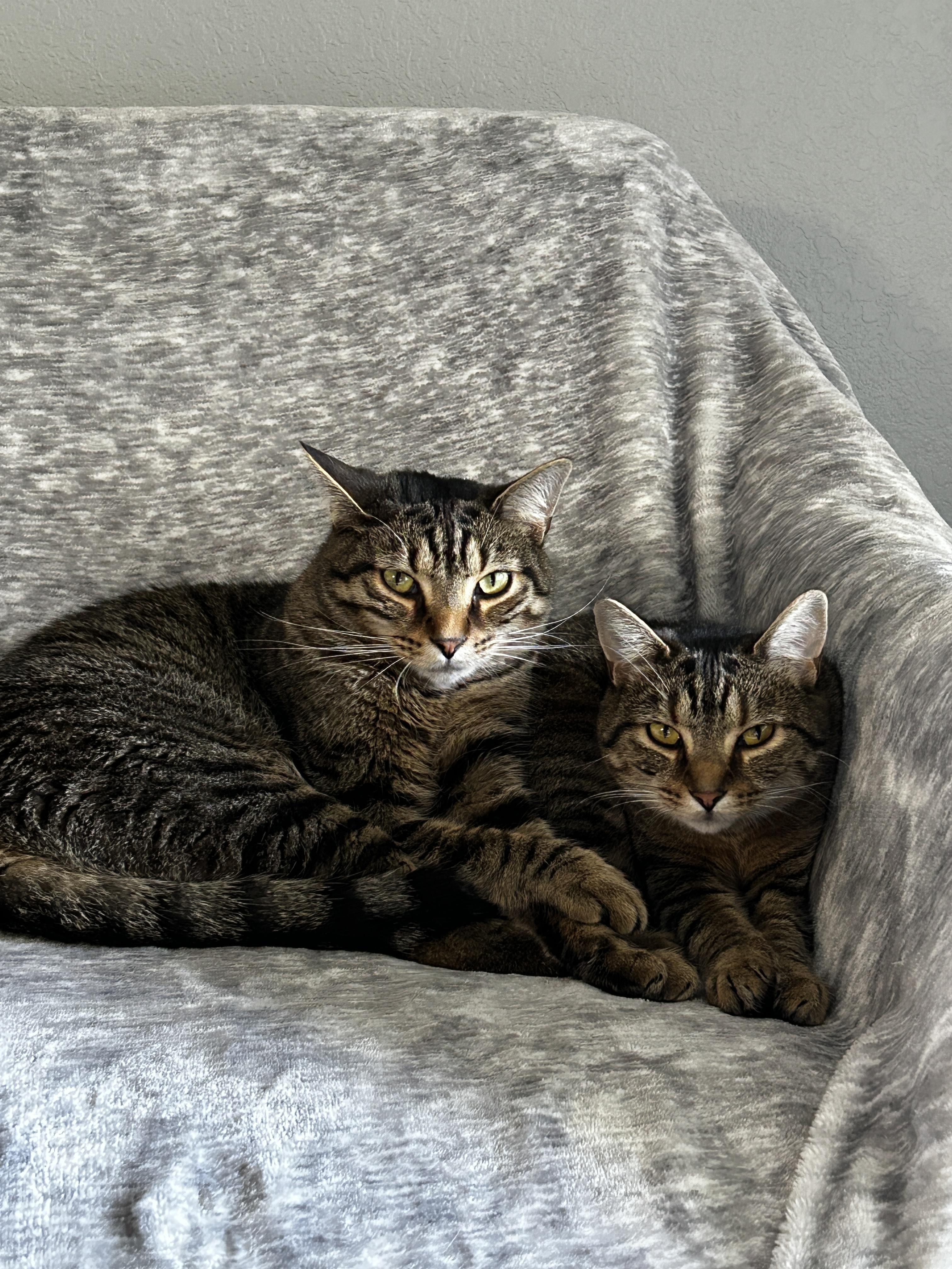 Zack, a Adoptable Domestic Short Hair in Holland, MI image 2/6