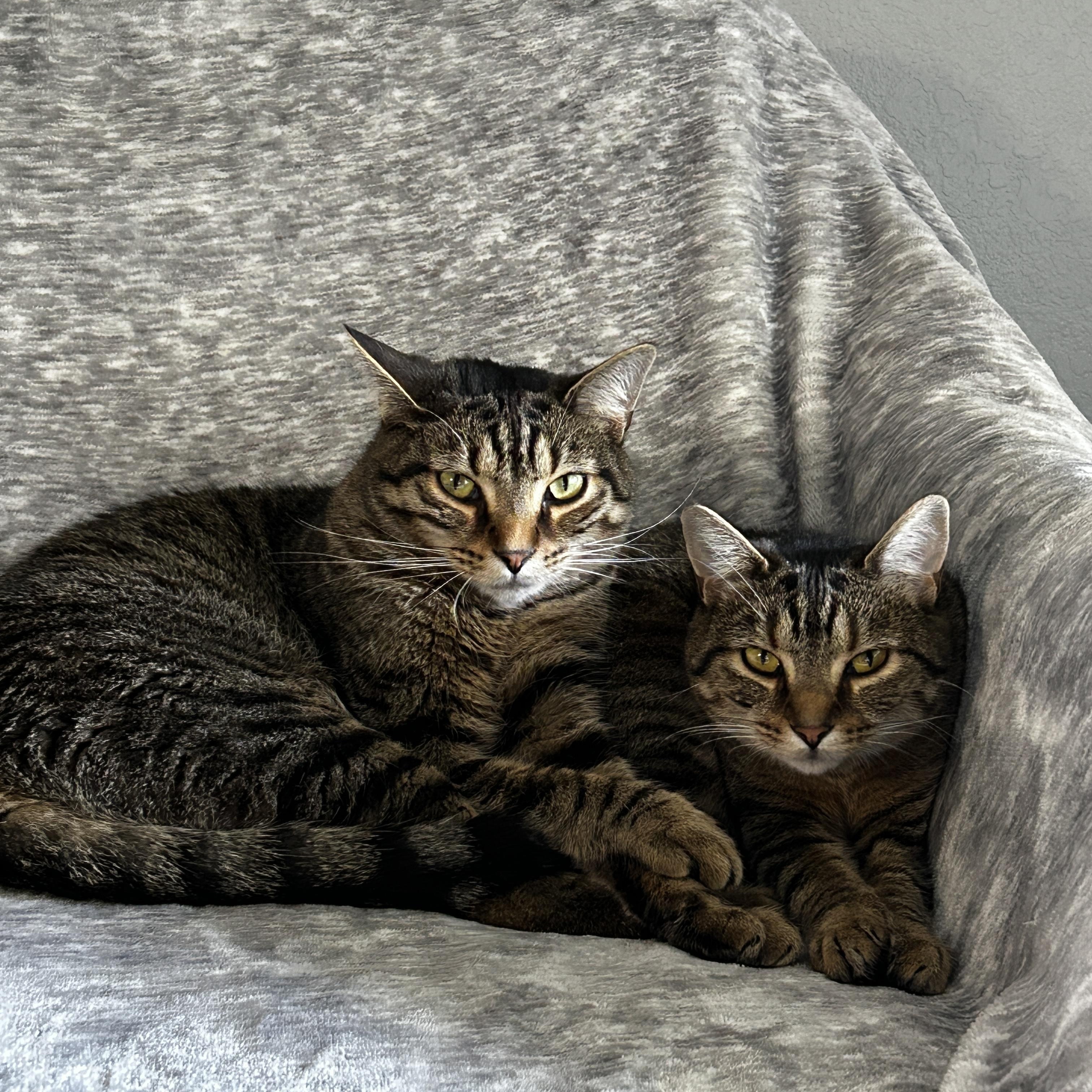 Enlarge Zack, a Adoptable Domestic Short Hair in Holland, MI image 2/6