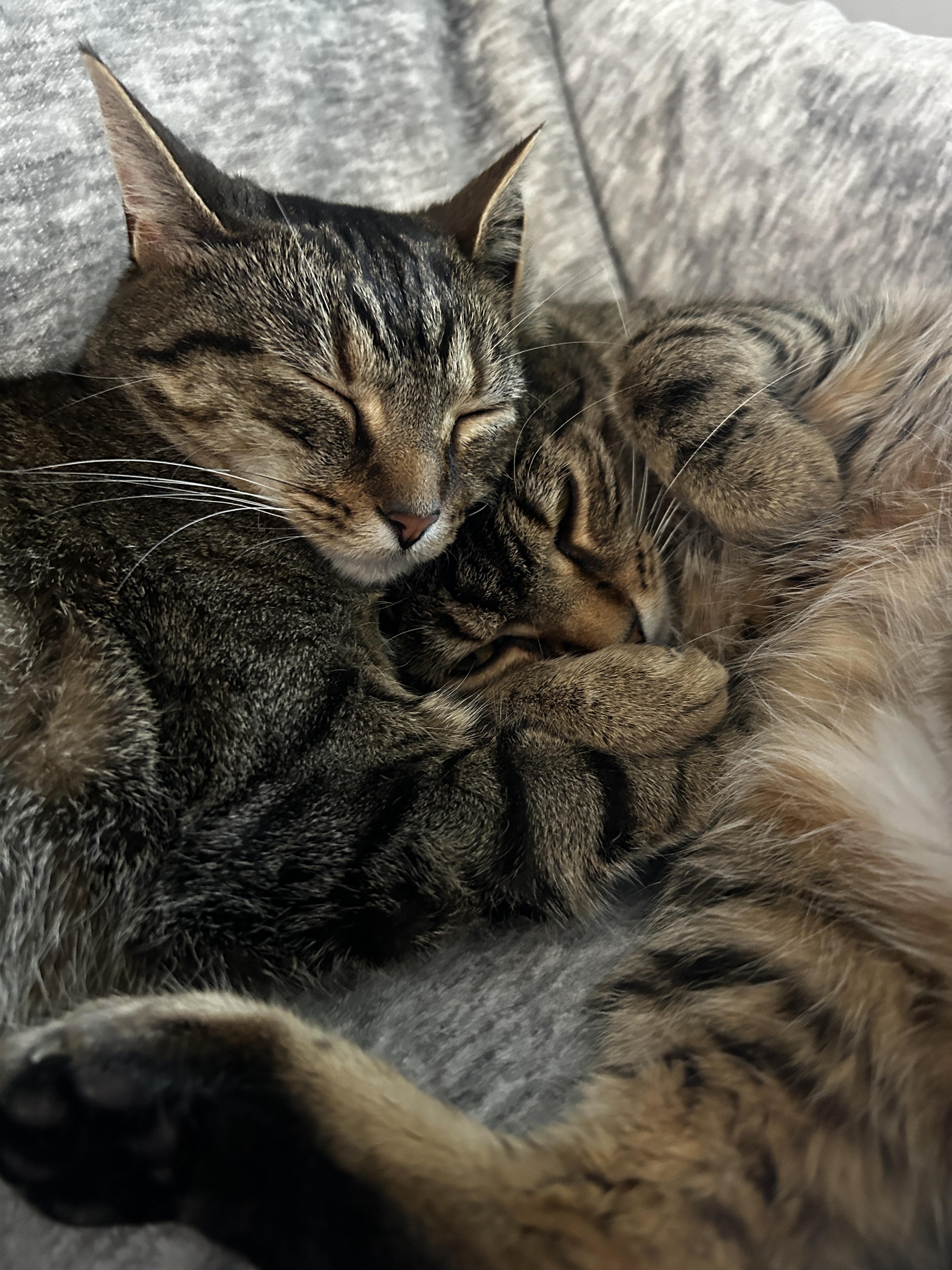 Zack, a Adoptable Domestic Short Hair in Holland, MI image 3/6