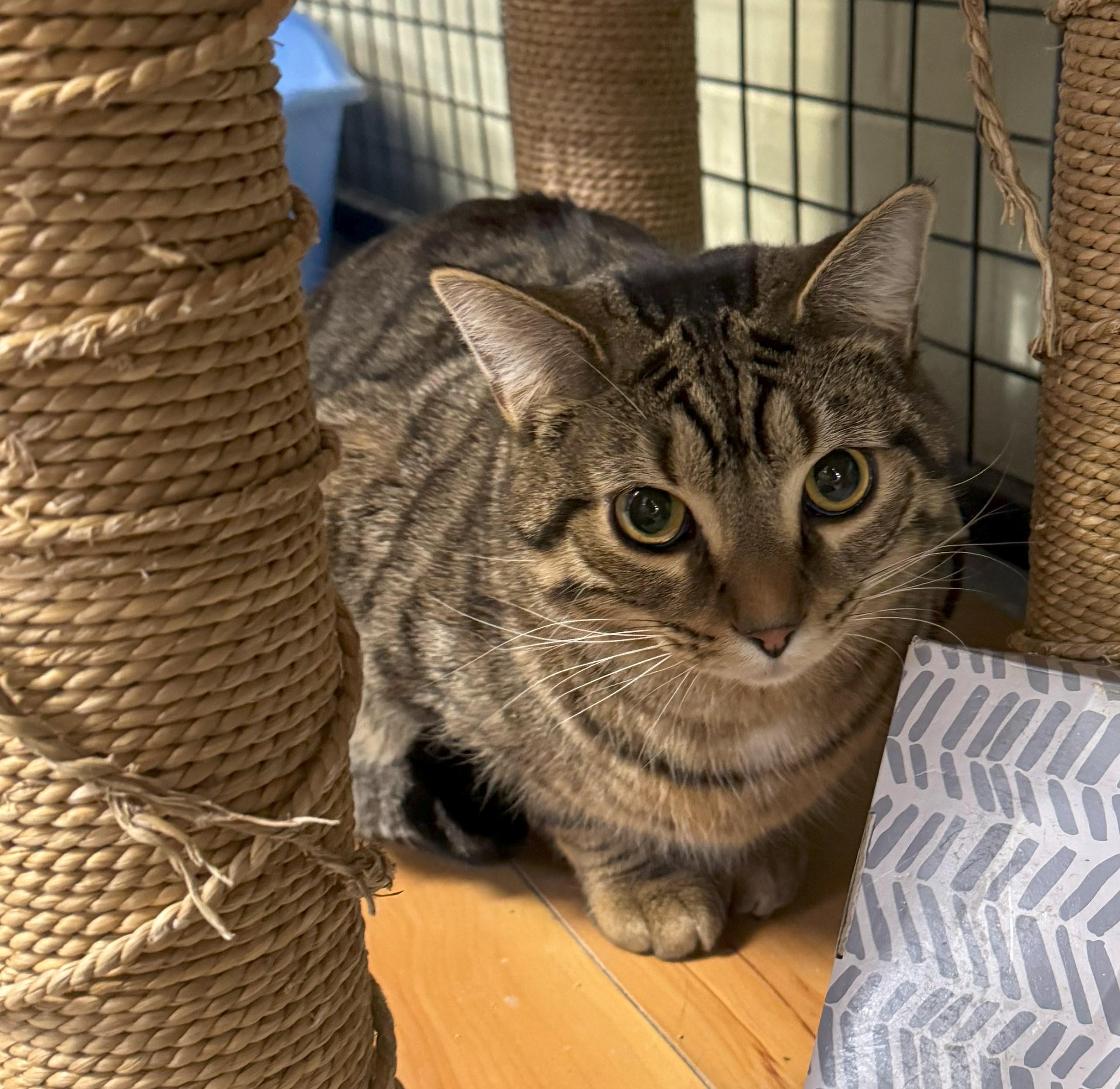 Zack, a Adoptable Domestic Short Hair in Holland, MI image 4/6