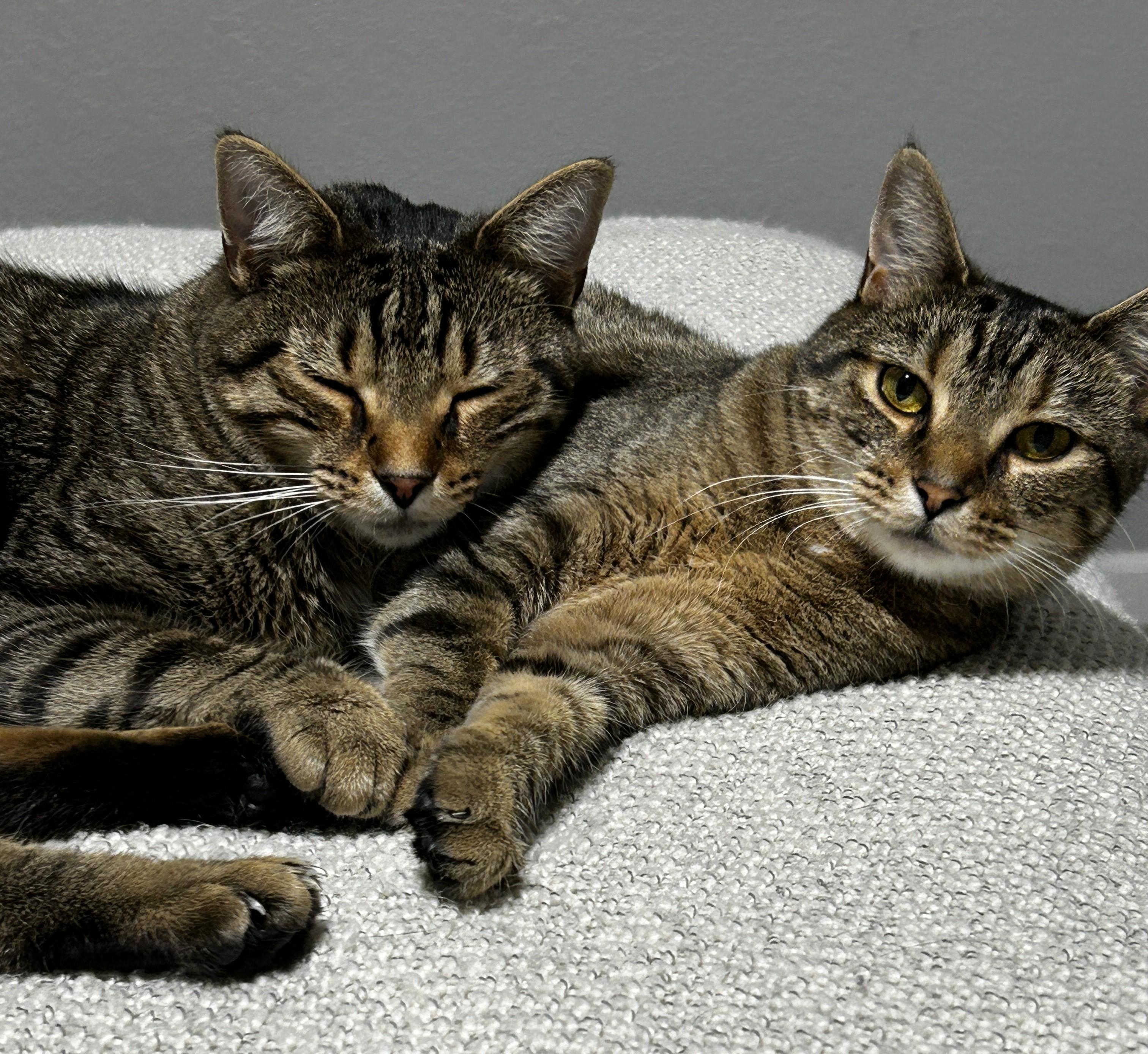 Zack, a Adoptable Domestic Short Hair in Holland, MI image 5/6