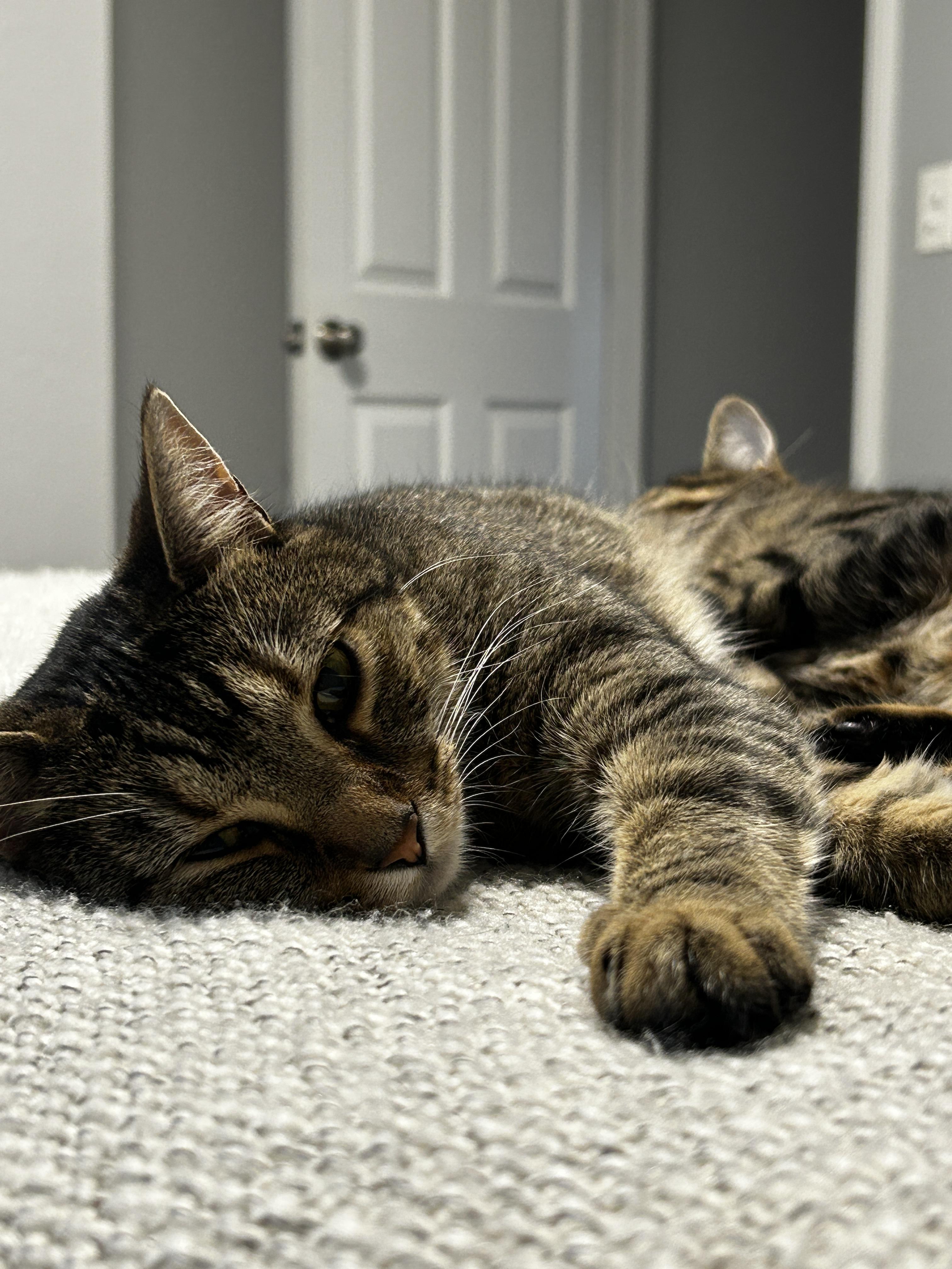 Zack, a Adoptable Domestic Short Hair in Holland, MI image 6/6