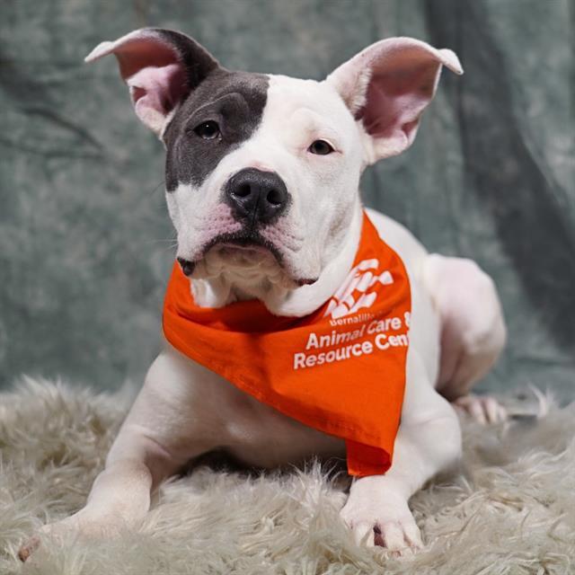 Enlarge NOVA, a Adoptable mixed breed in Albuquerque, NM image 1/1