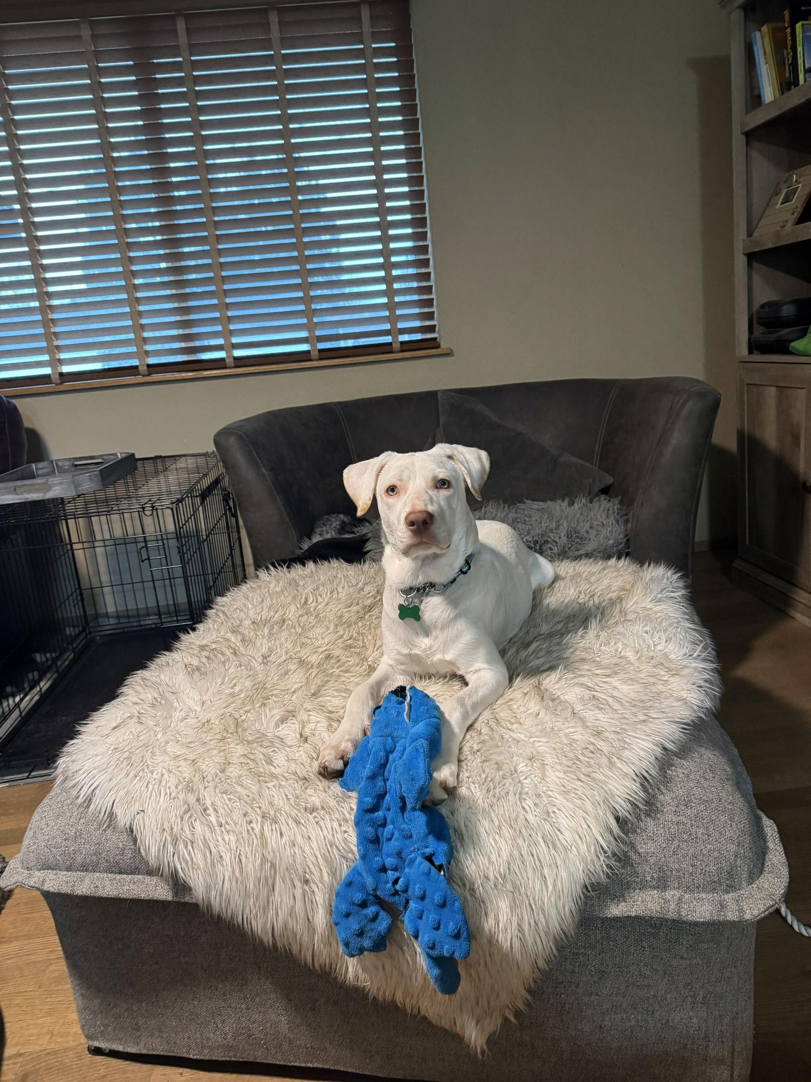 Blaze, Adoptable, Young Male Labrador Retriever & Terrier.