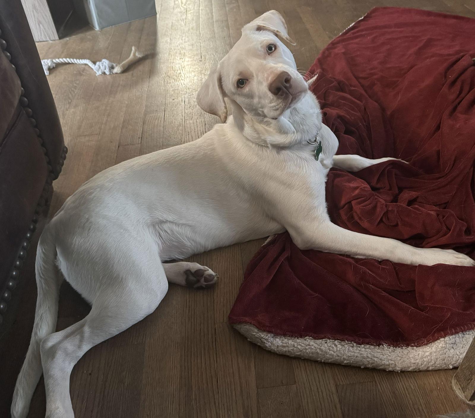 Enlarge Blaze, a Adoptable mixed breed in Bothell, WA image 2/3