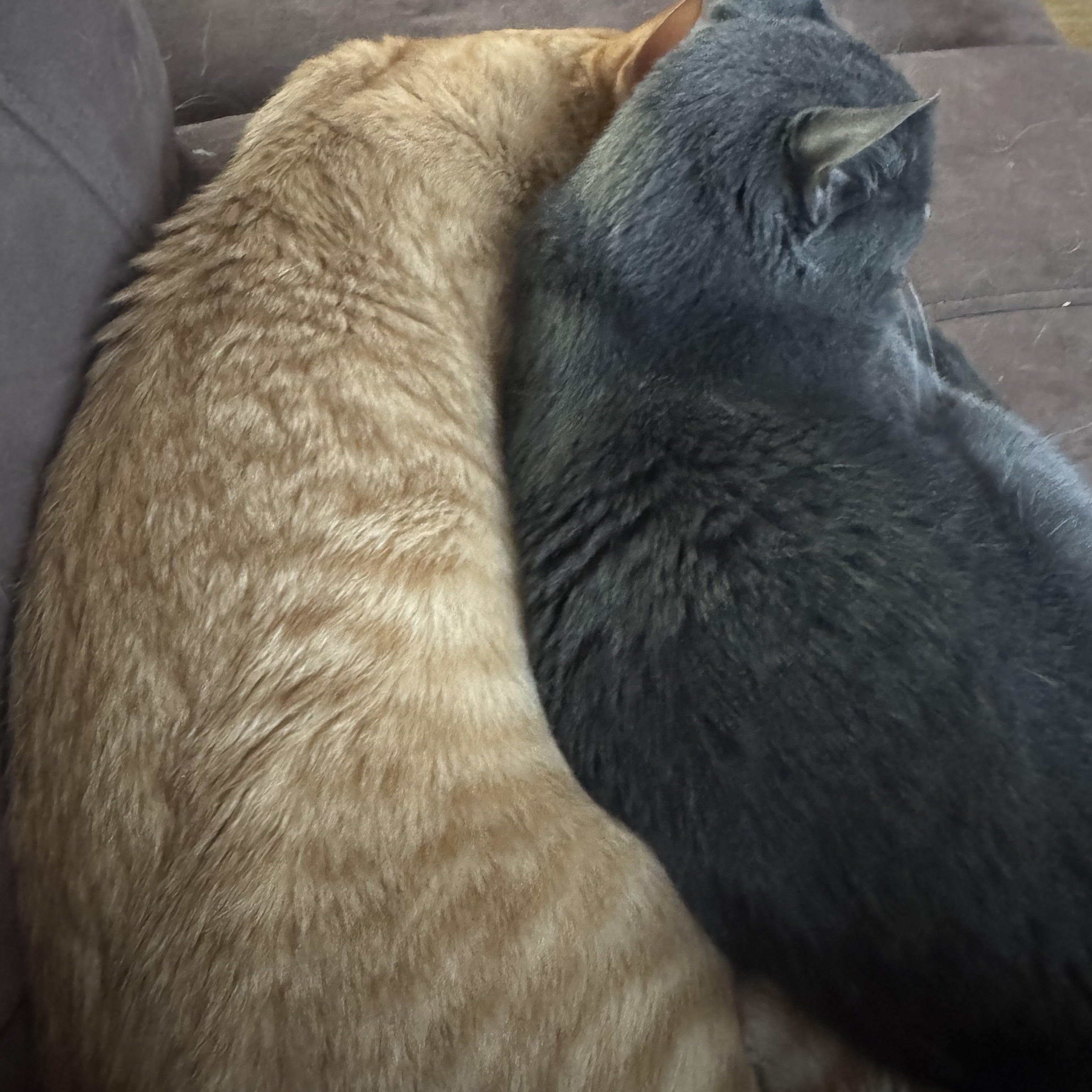 Zeus (& Apollo)