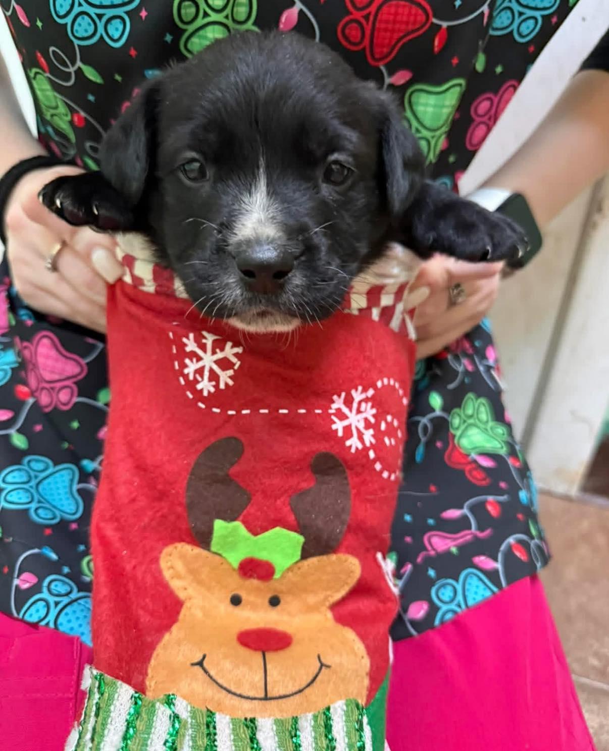 Enlarge Parsley, an adopted mixed breed in Bear, DE image 1/3