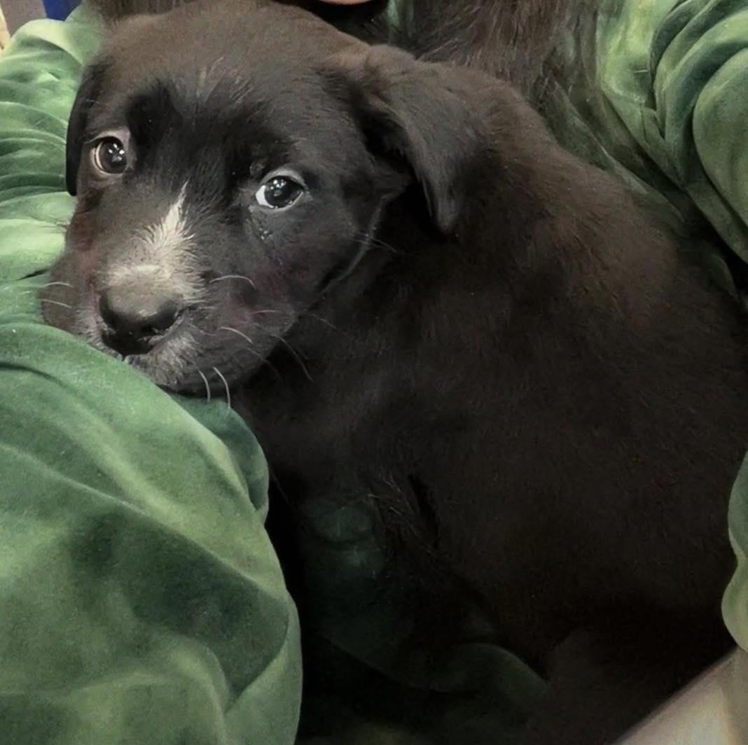 Enlarge Parsley, an adopted mixed breed in Bear, DE image 2/3