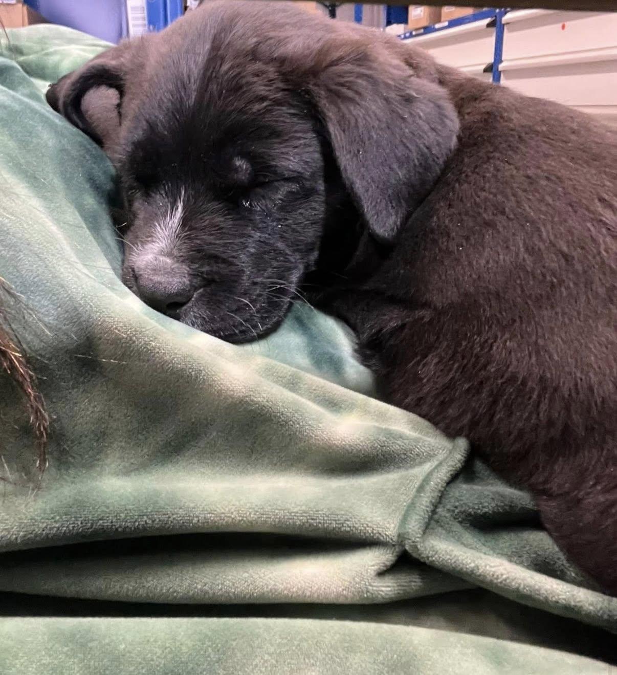 Enlarge Parsley, an adopted mixed breed in Bear, DE image 3/3