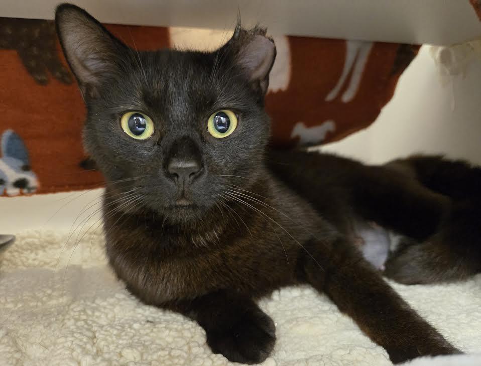 Enlarge Marnie, an adopted mixed breed in Bellingham, WA image 1/2