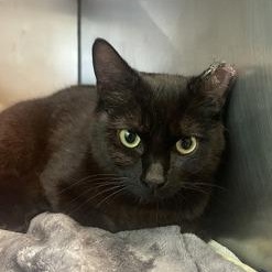 Enlarge Marnie, an adopted mixed breed in Bellingham, WA image 2/2
