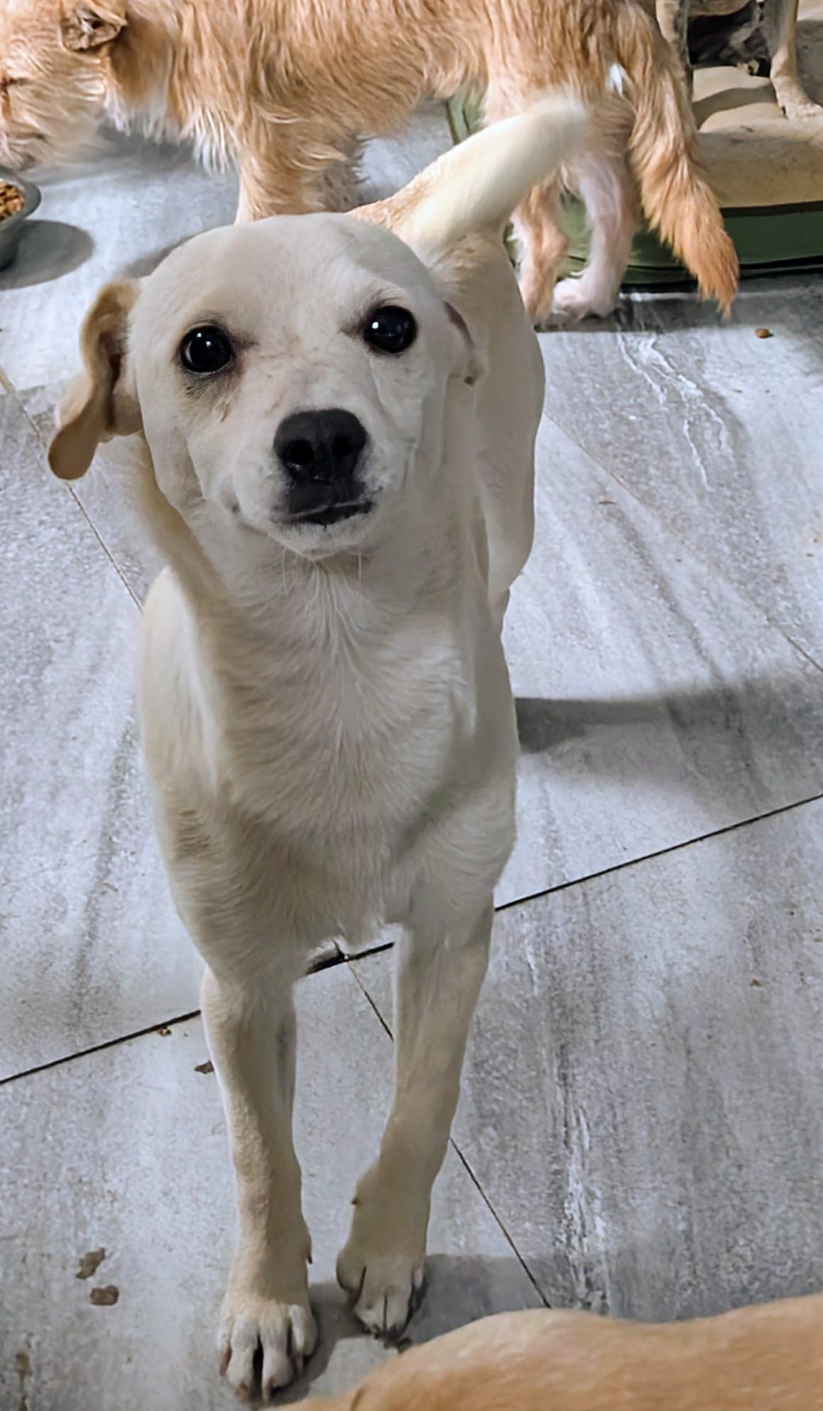 Enlarge Nala, a ADOPTABLE mixed breed in Saint David, AZ image 2/4